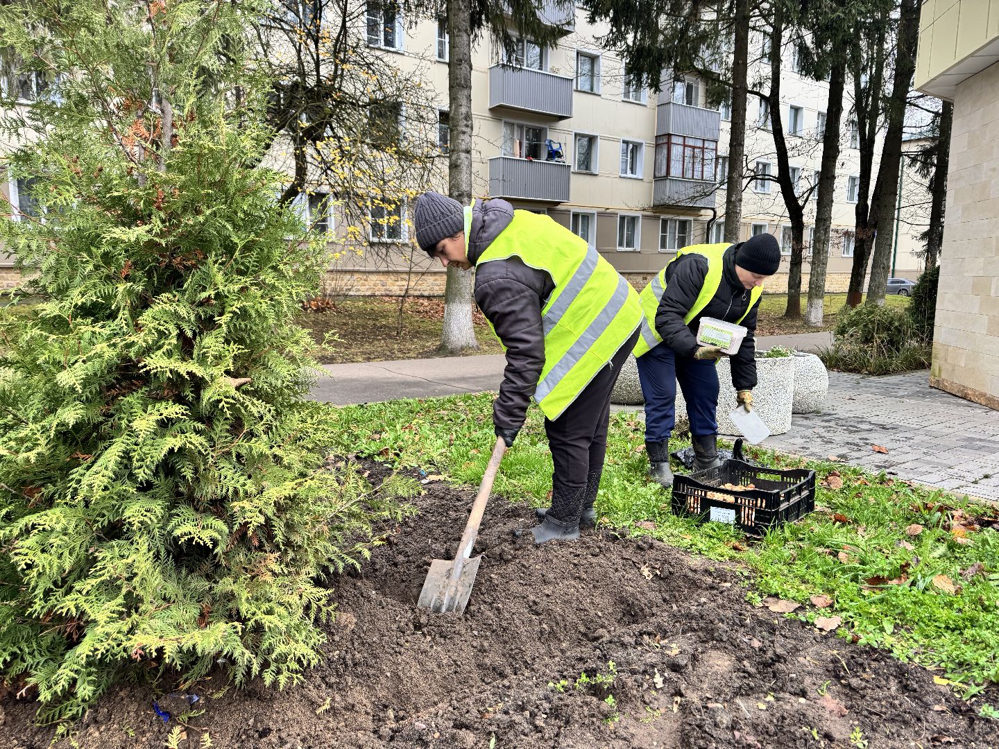 шаховская, посадка растений, тюльпаны,