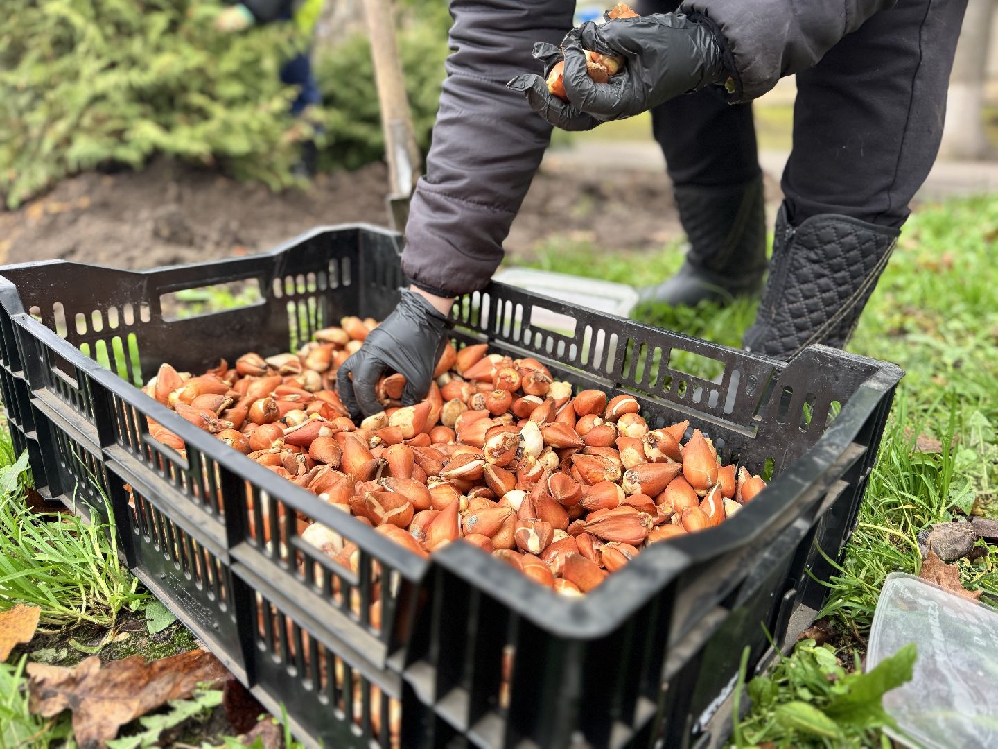 шаховская, посадка растений, тюльпаны,