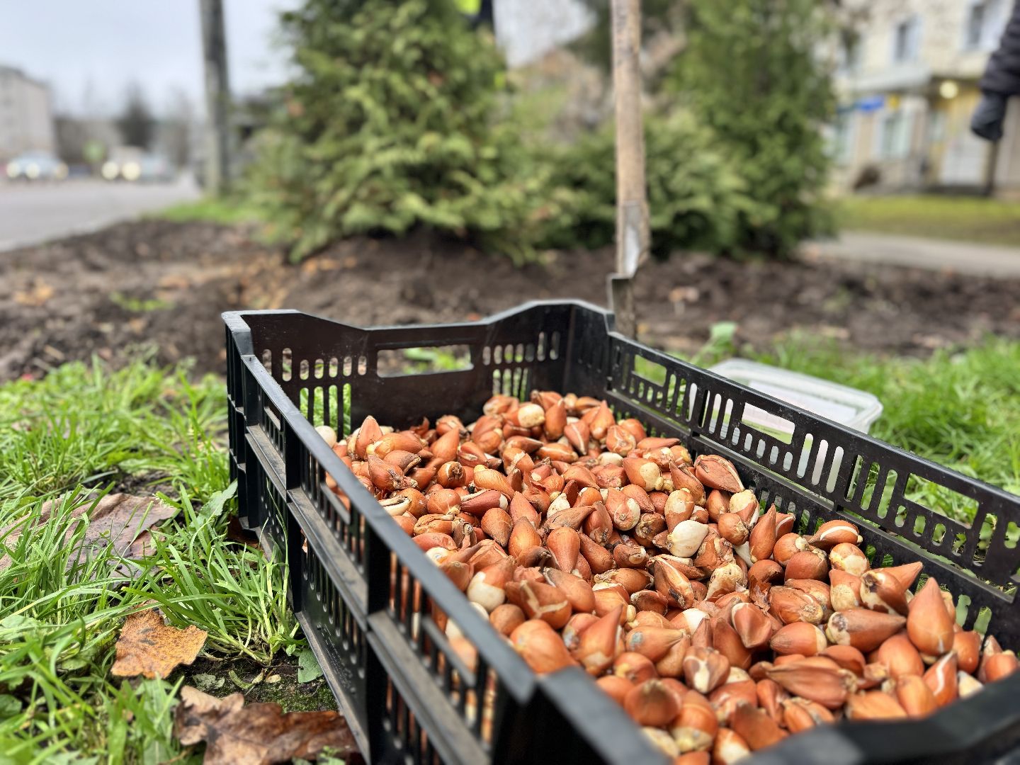 шаховская, посадка растений, тюльпаны,