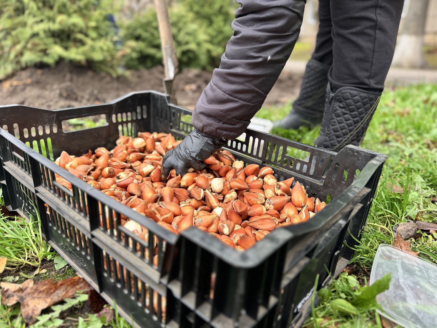 шаховская, посадка растений, тюльпаны,