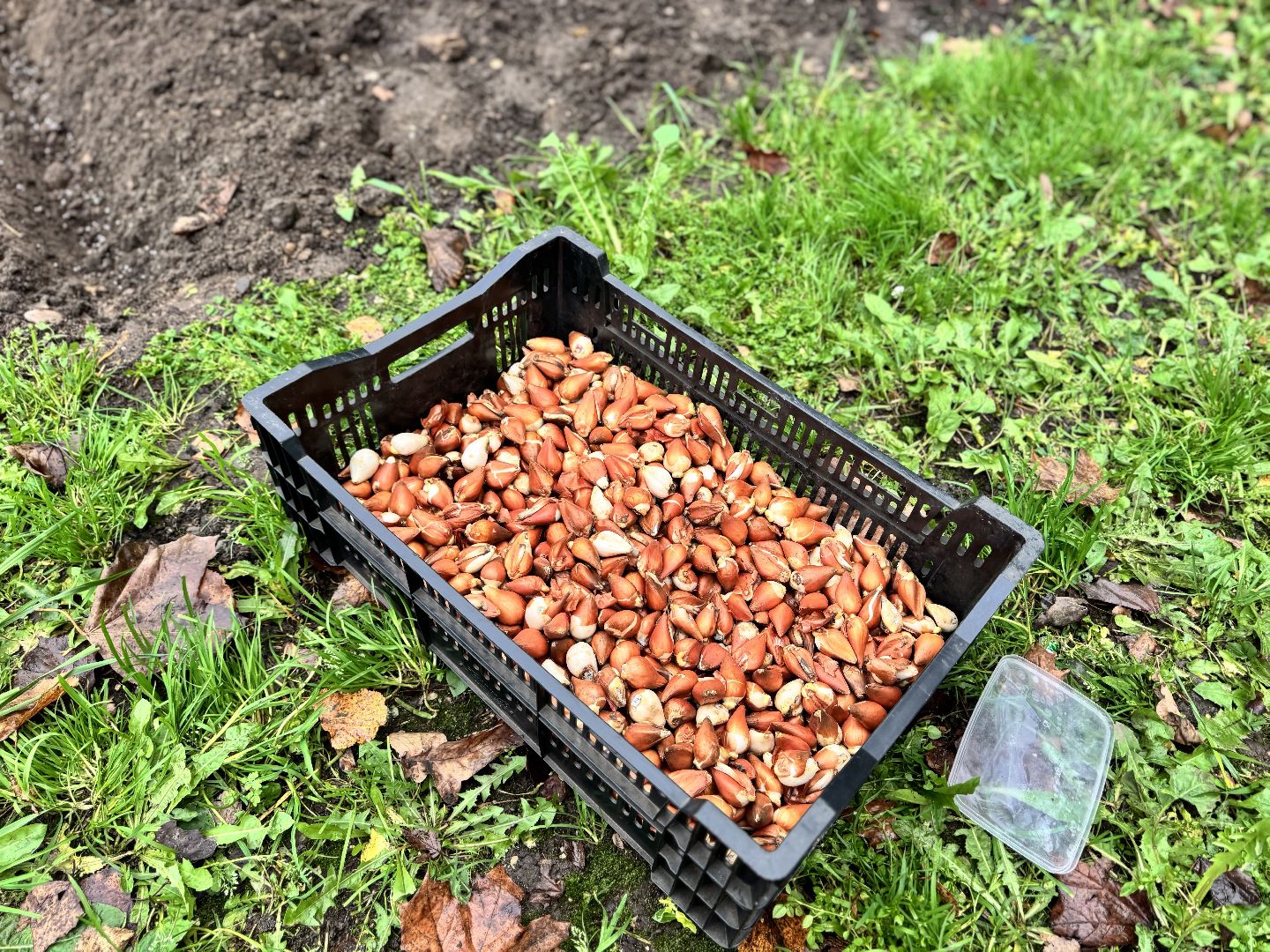 шаховская, посадка растений, тюльпаны,