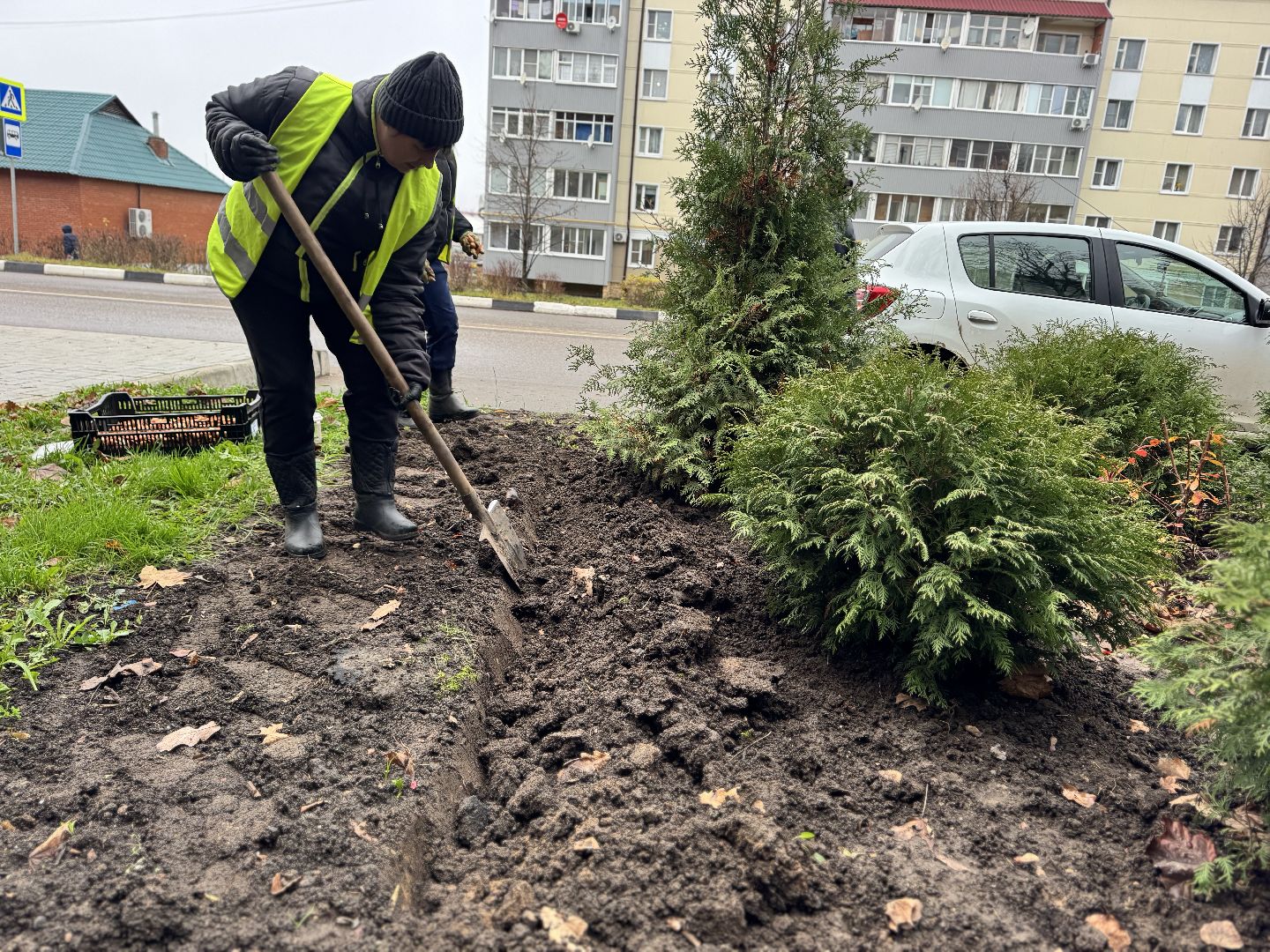 шаховская, посадка растений, тюльпаны,