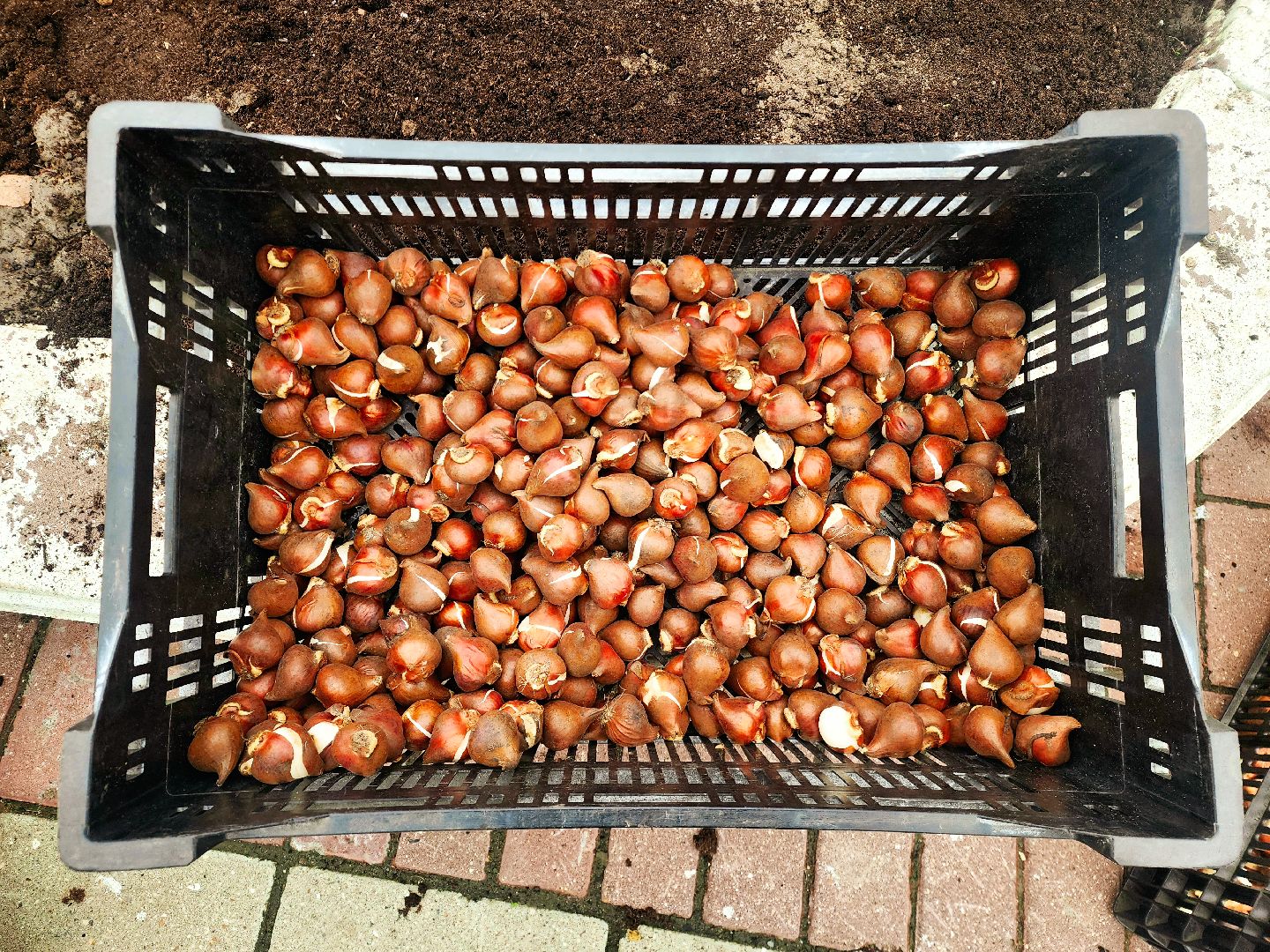 пущино, серпухов, цветники,