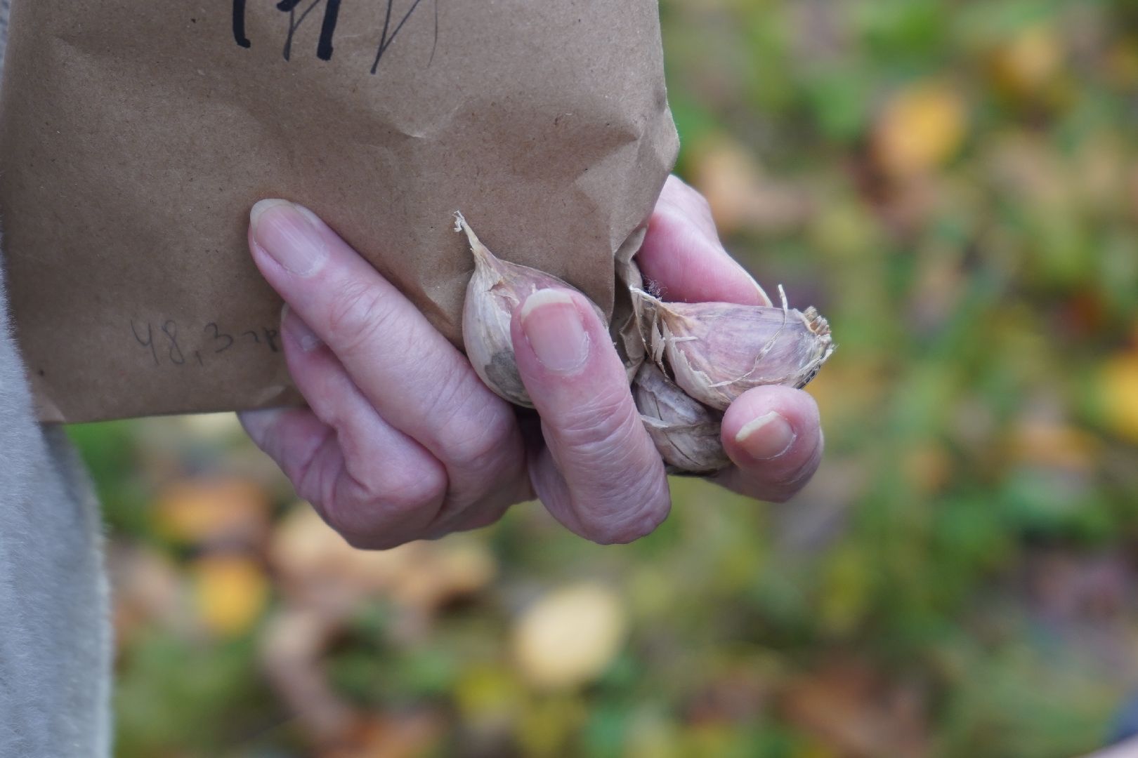 ступино, МОВИР, коррекционная школа-интернат, чеснок, огород,