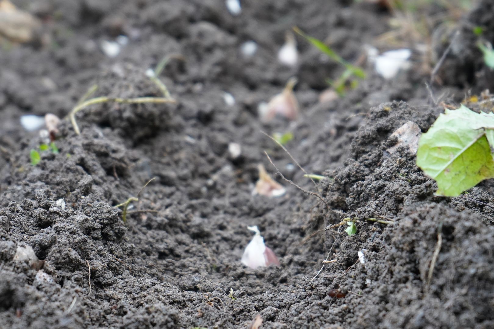 ступино, МОВИР, коррекционная школа-интернат, чеснок, огород,