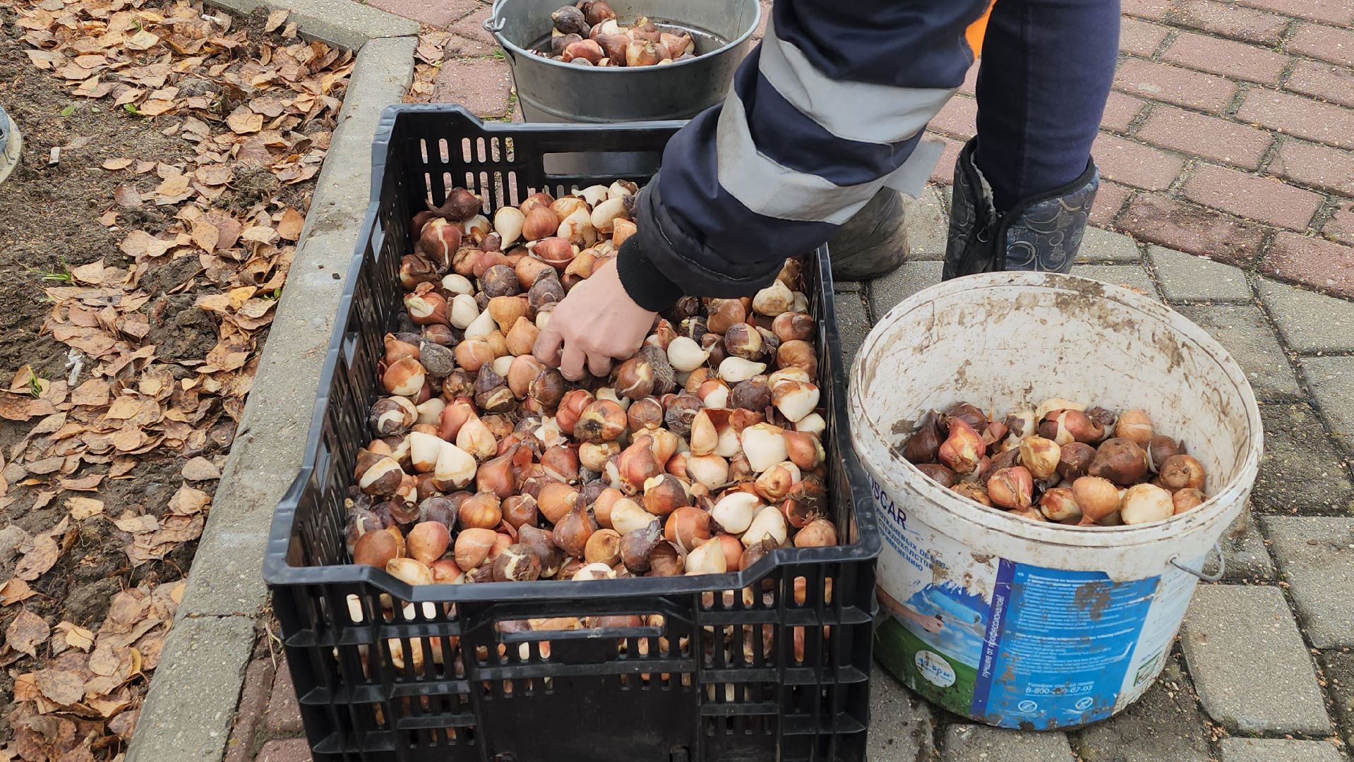 серпухов, тюльпаны в серпухове, городские клумбы в серпухове, комбинат благоустройства, сенная площадь в серпухове,