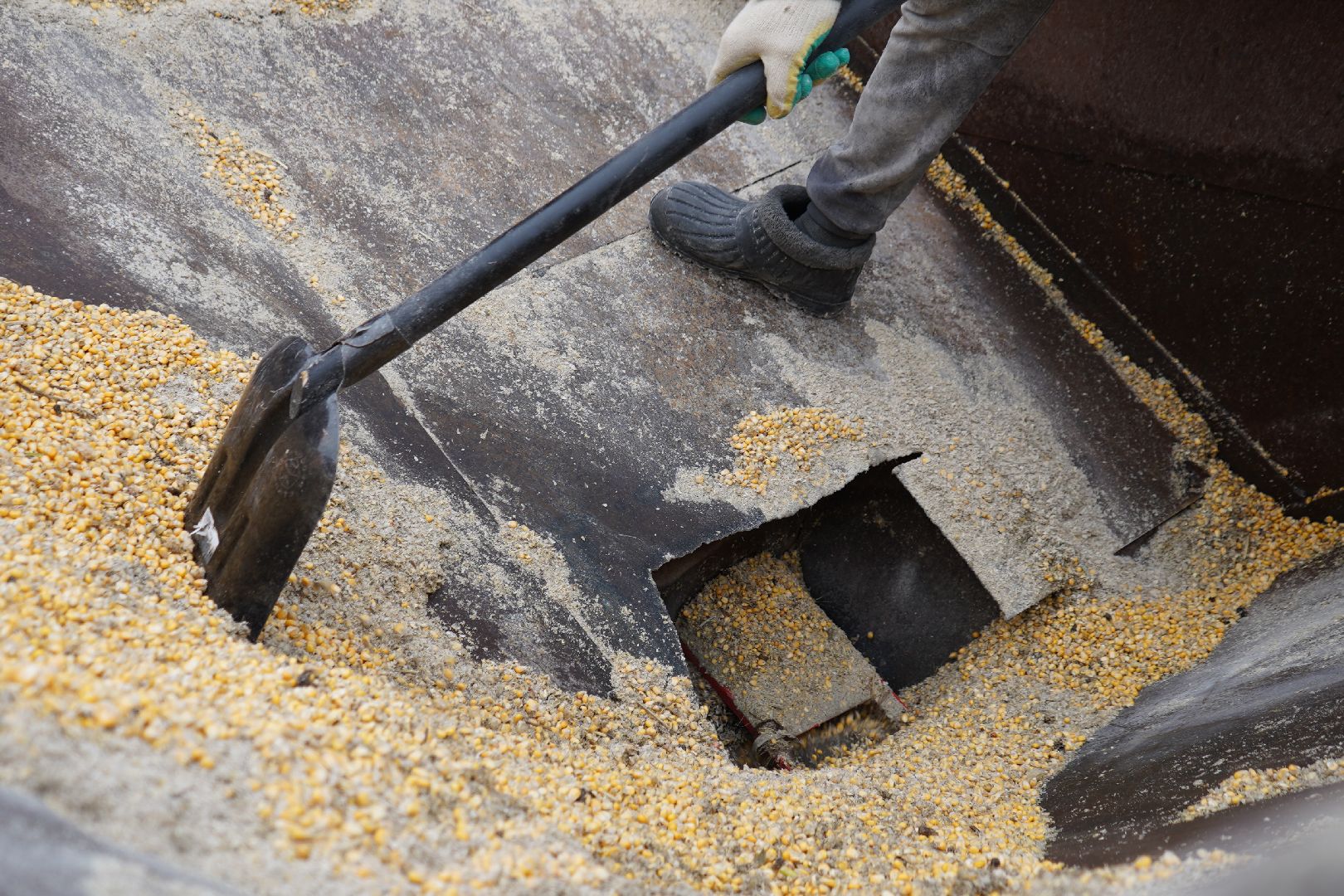 ступино, Ступинская Нива, ЭкоНива, кукуруза, сушка кукурузы,