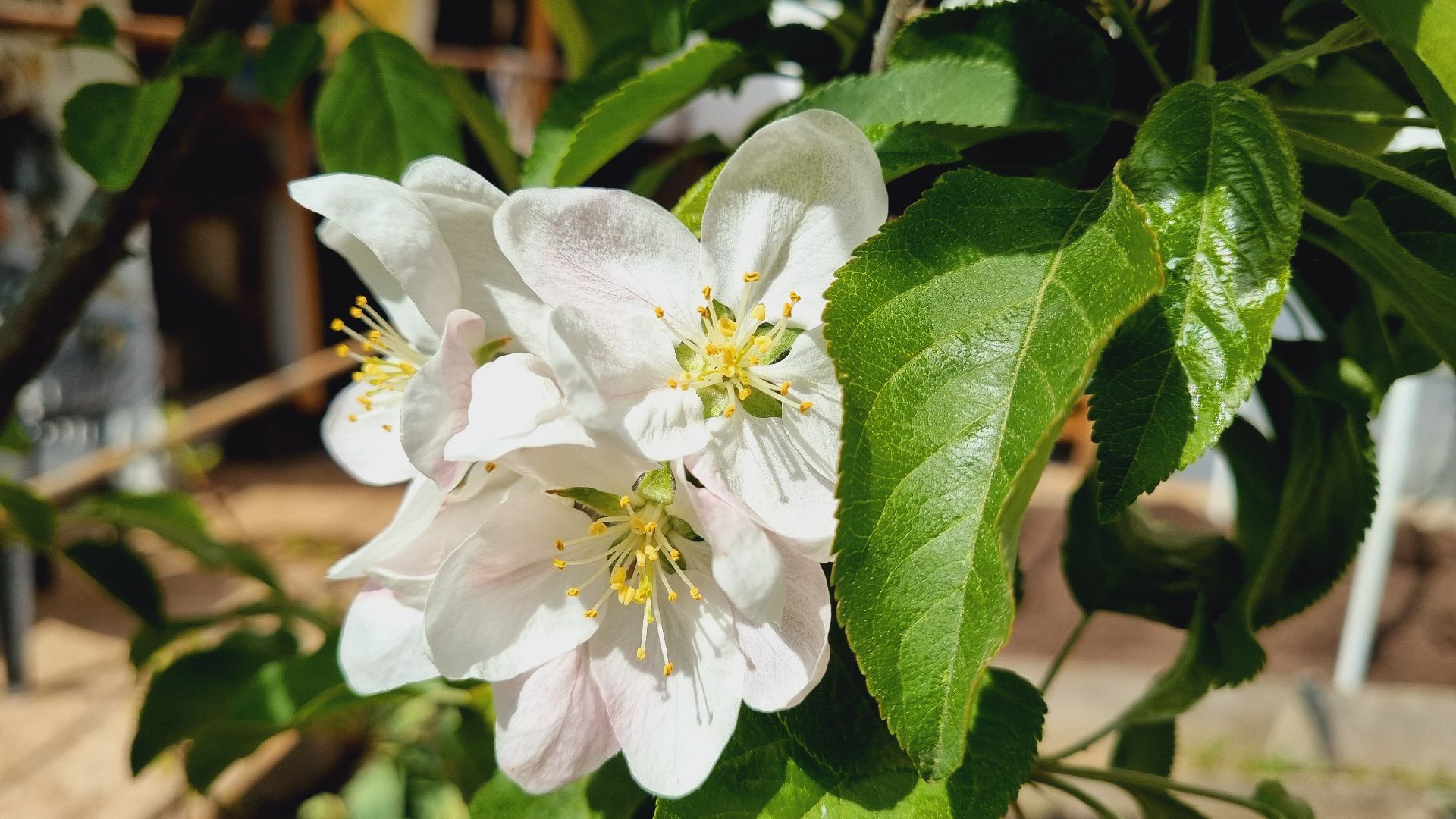 Подмосковье, Ивантеевка, благоустройство