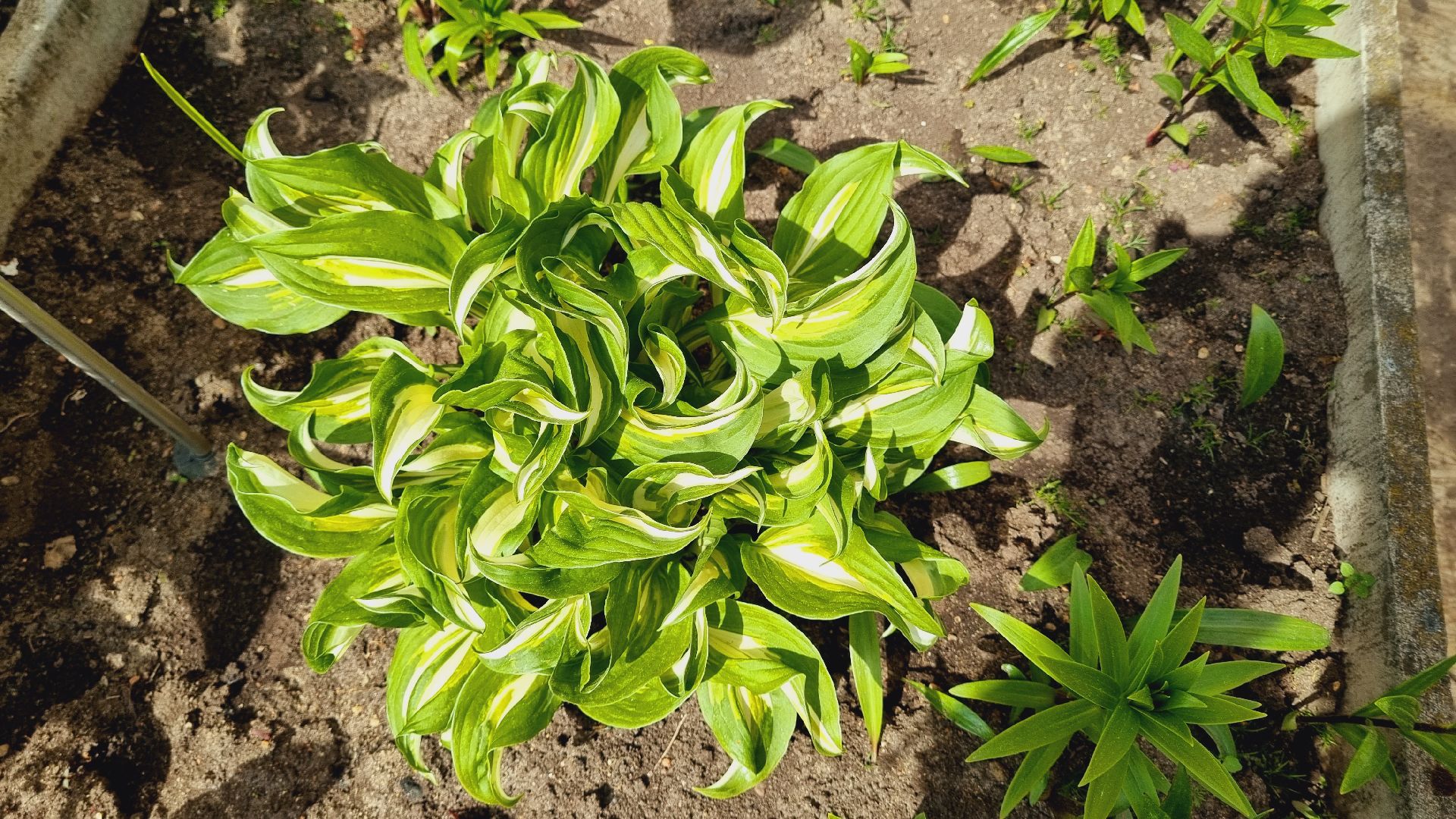 Подмосковье, Ивантеевка, благоустройство