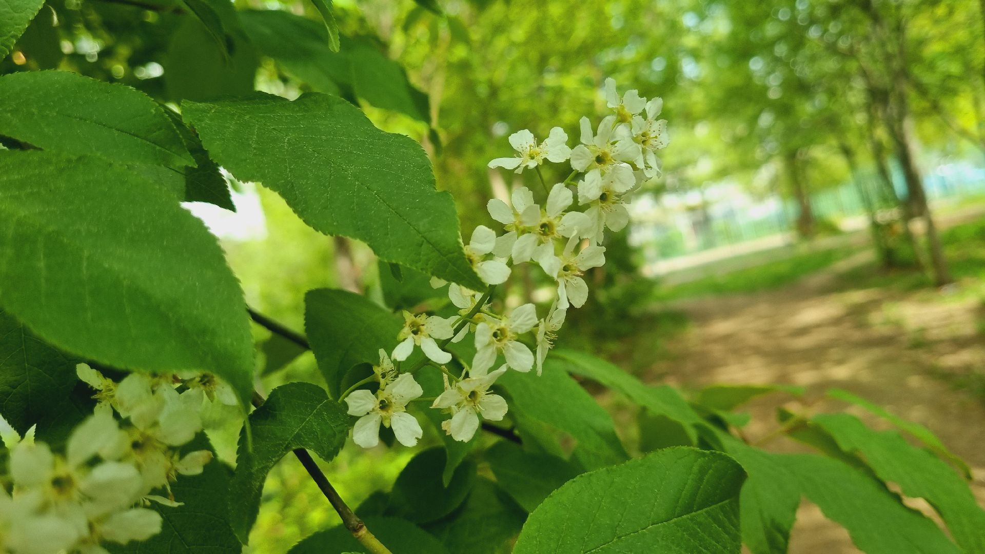 Подмосковье, Ивантеевка, благоустройство