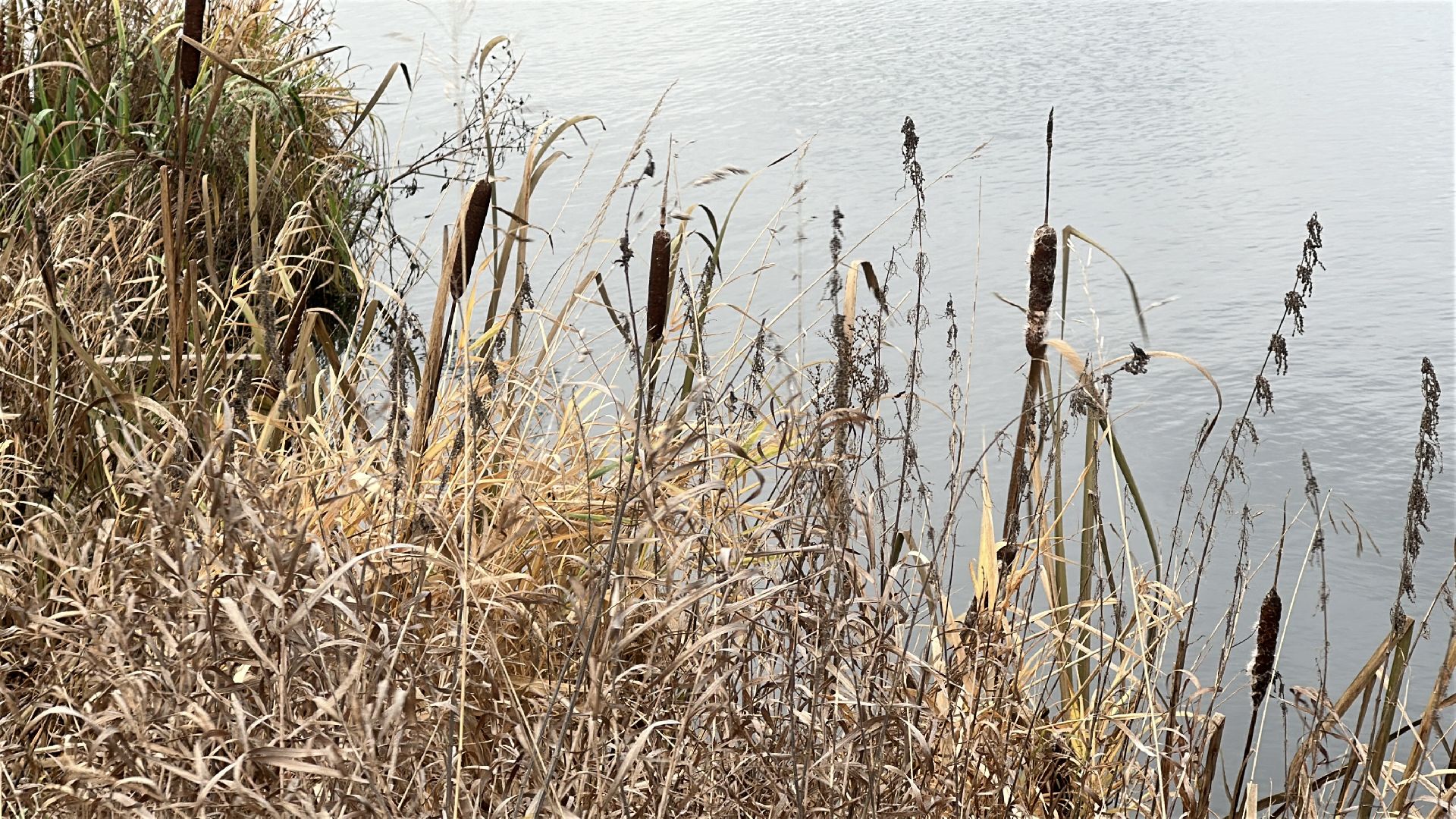 пушкинский городской округ, софрино, Софринское водохранилище, 100 прудов и озер, расчистка пруда, экология,