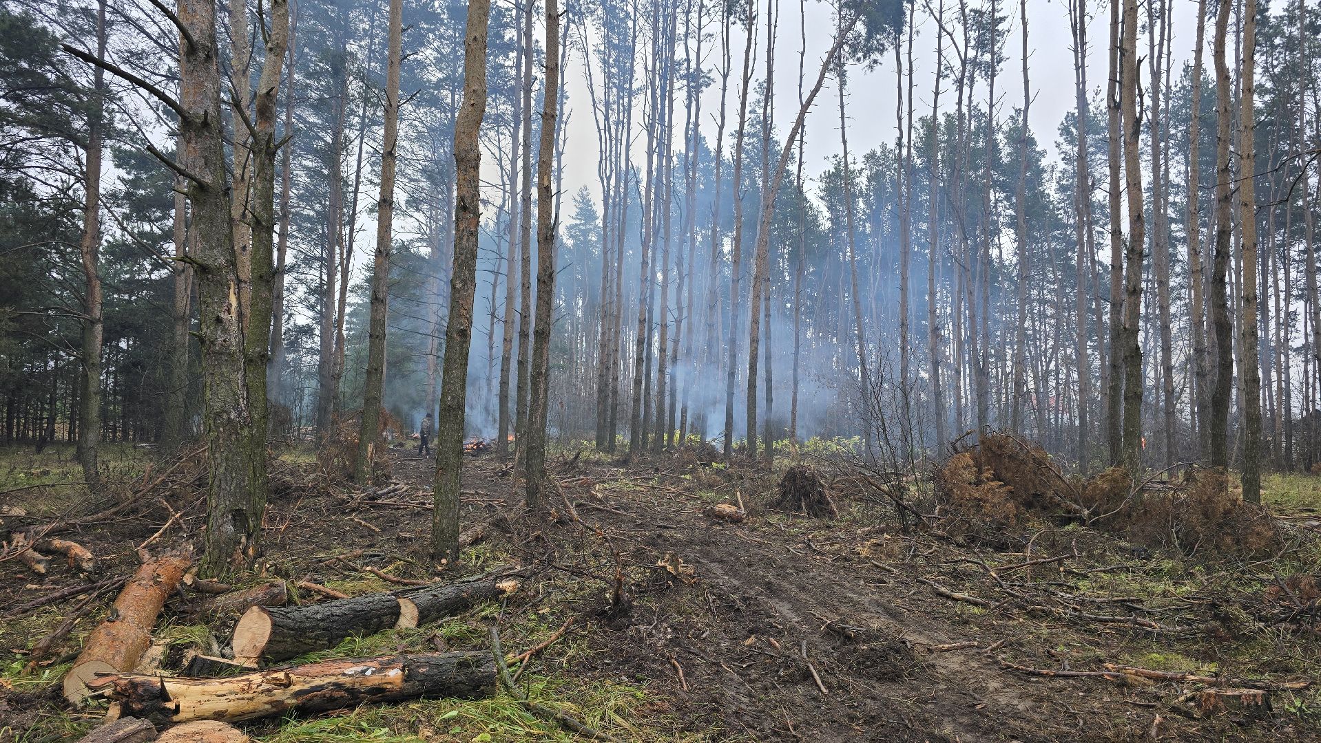 Коломна, санитарная рубка леса,