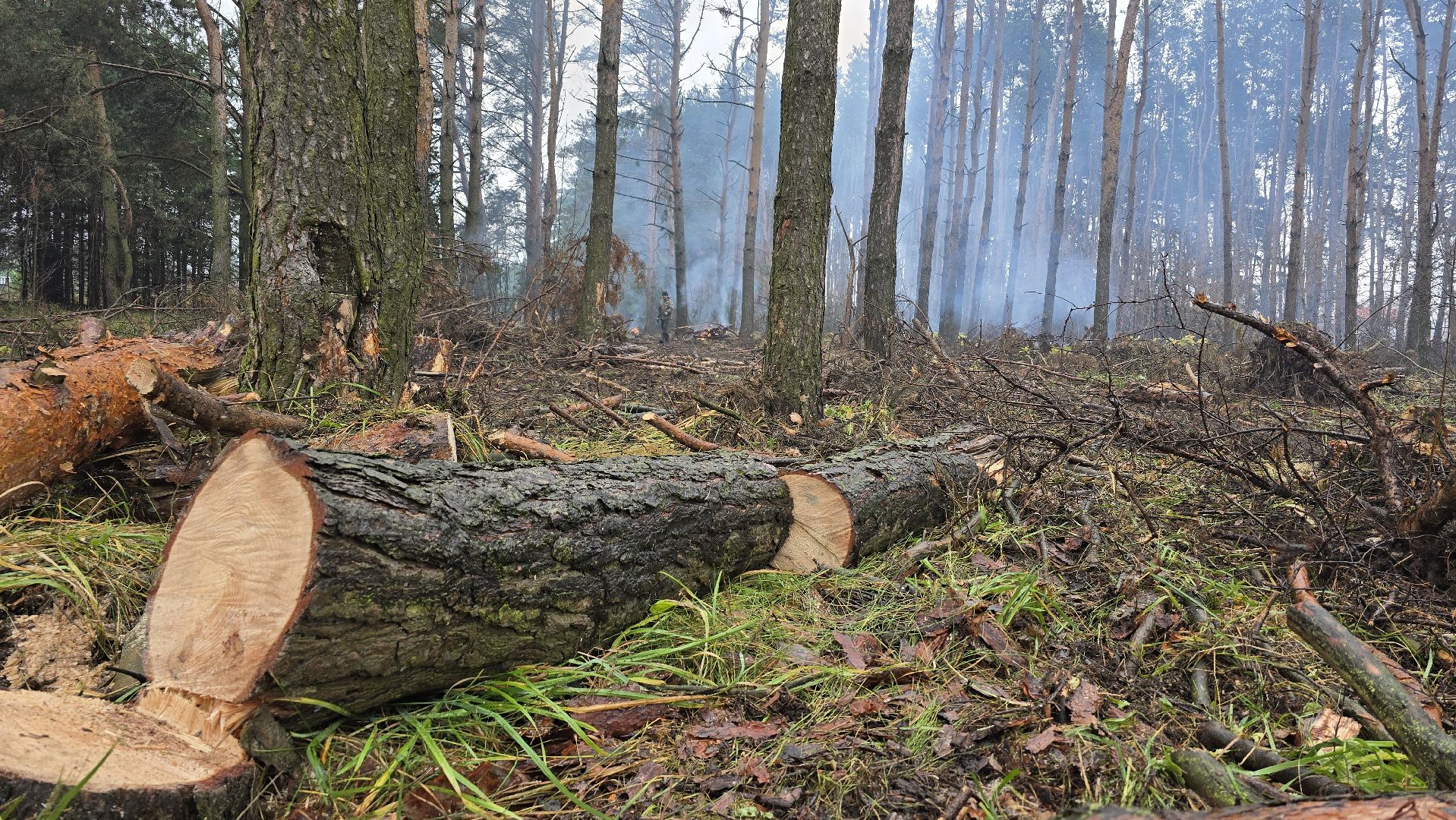 Коломна, санитарная рубка леса,