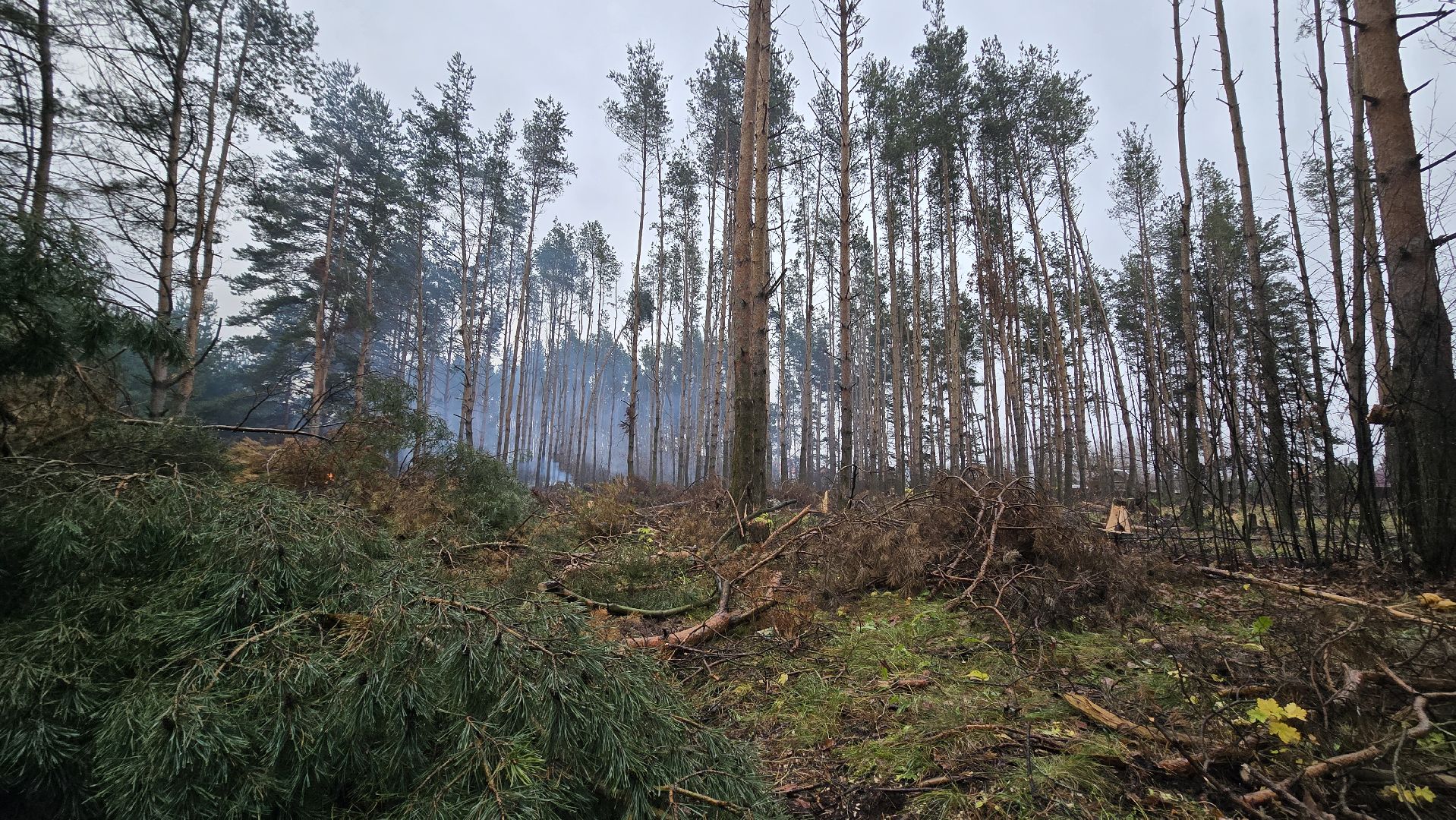 Коломна, санитарная рубка леса,