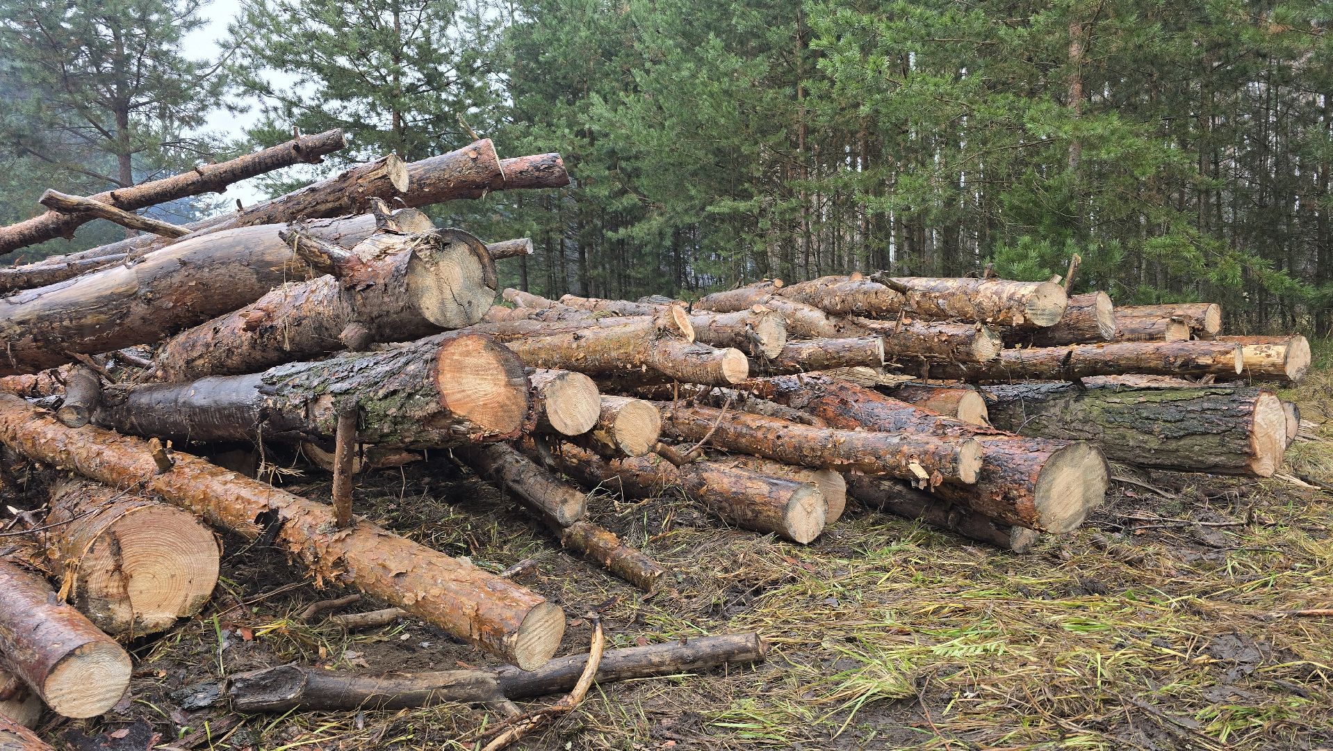 Коломна, санитарная рубка леса,