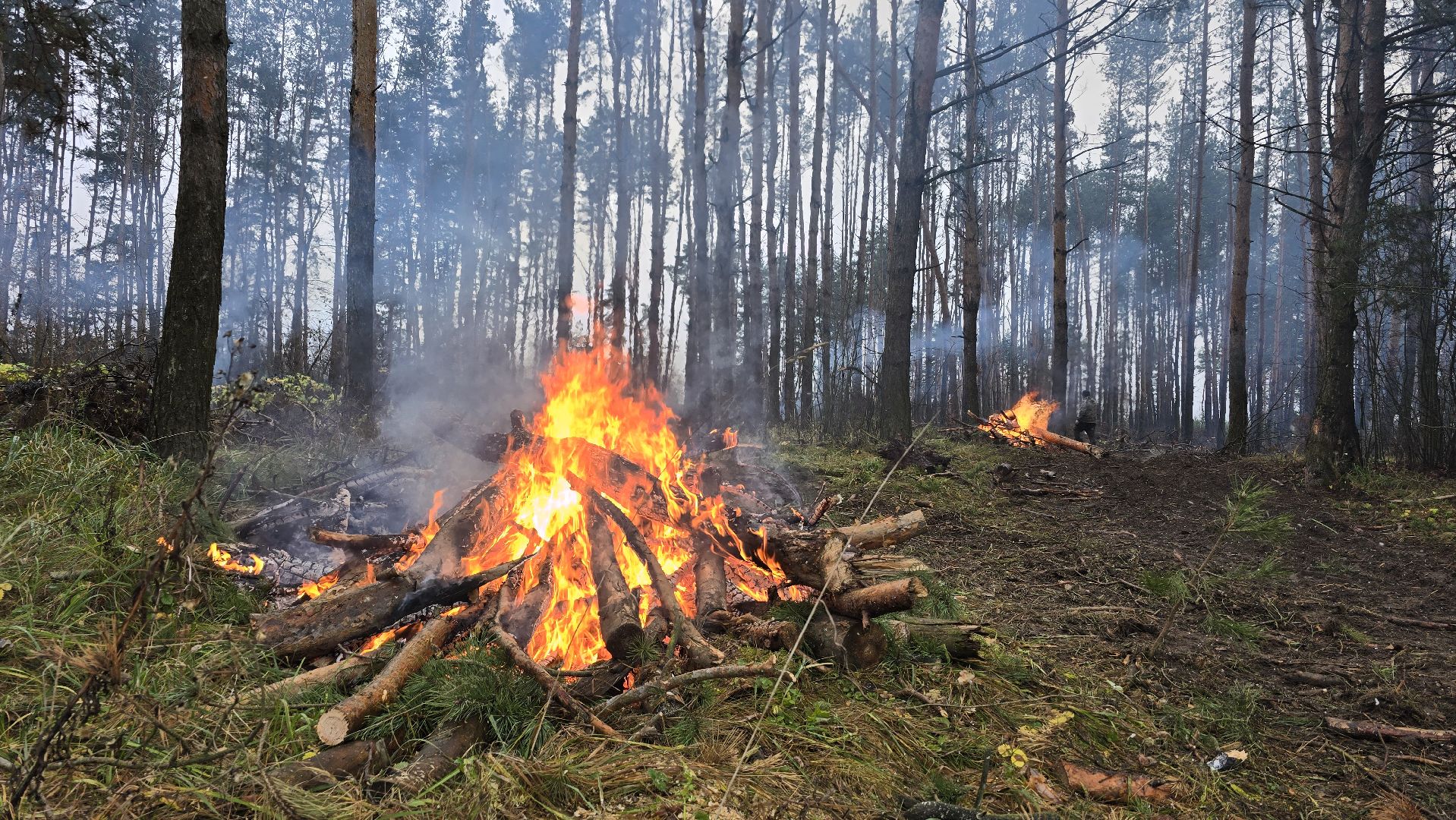 Коломна, санитарная рубка леса,