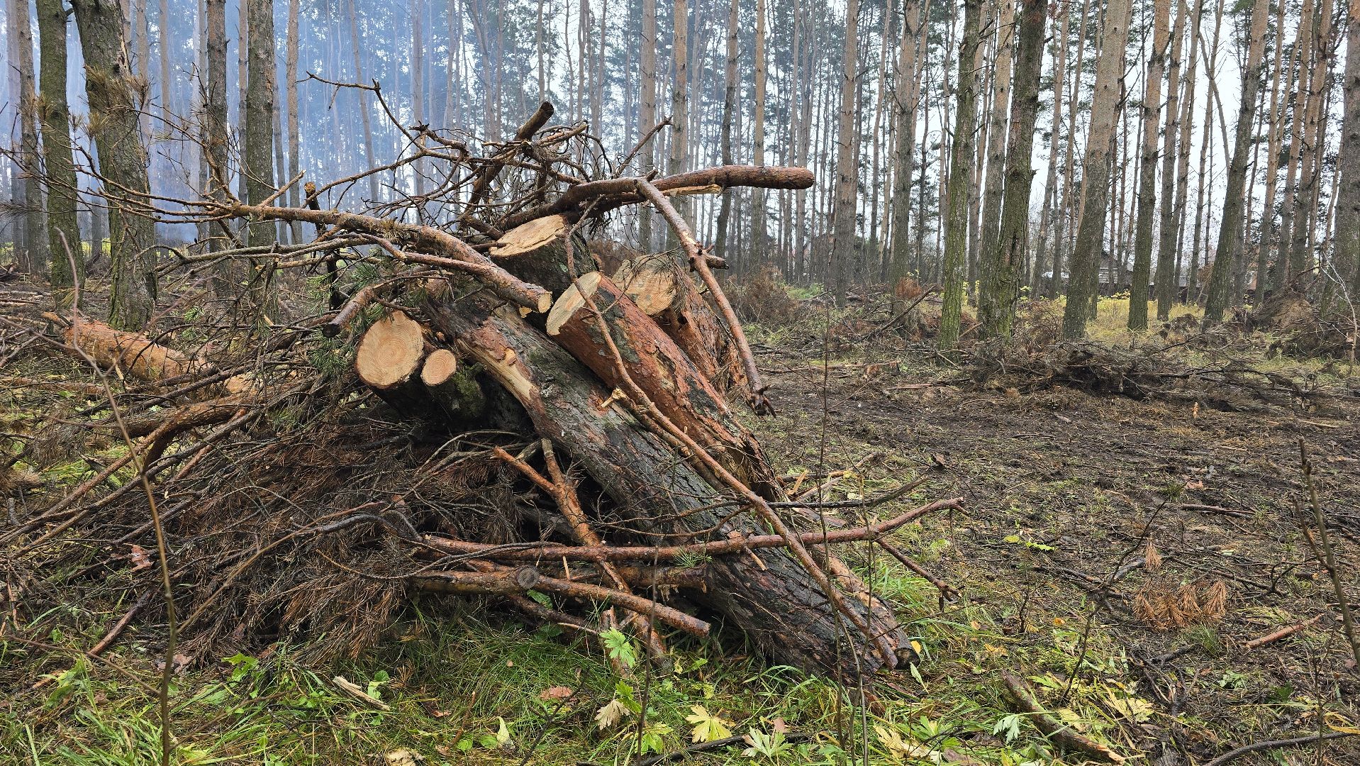 Коломна, санитарная рубка леса,