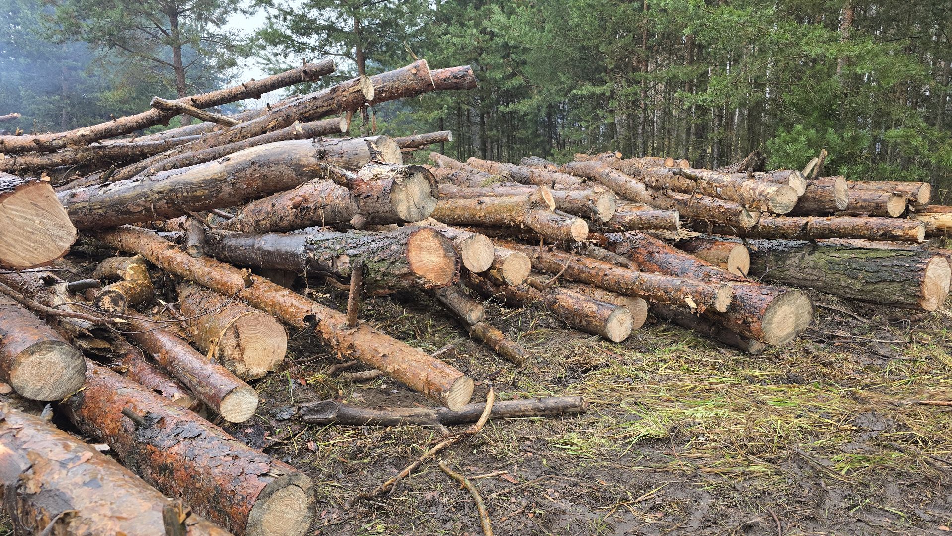 Коломна, санитарная рубка леса,