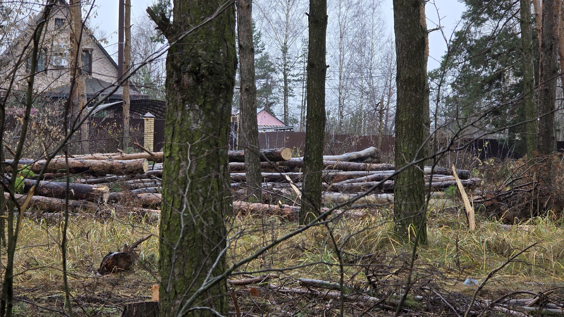 Коломна, санитарная рубка леса,