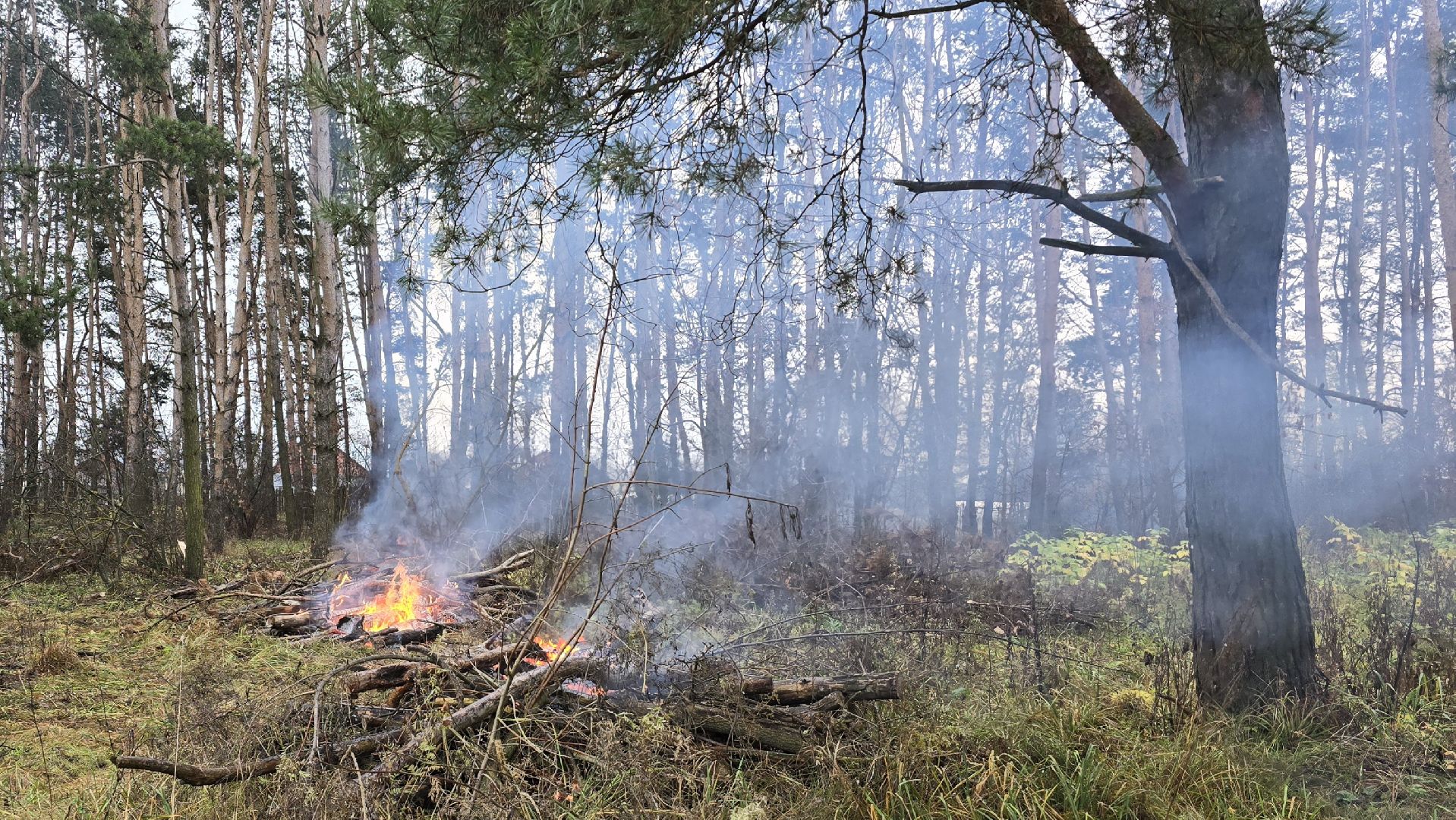 Коломна, санитарная рубка леса,