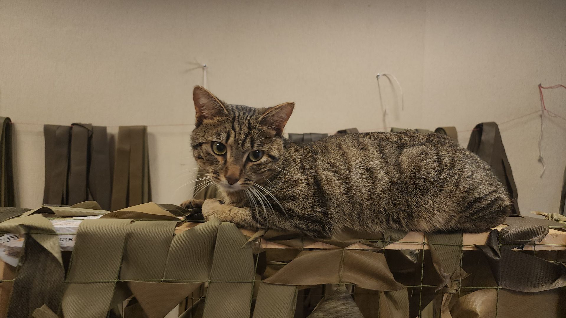 люберцы, поселок октябрьский, волонтеры, своих не бросаем,