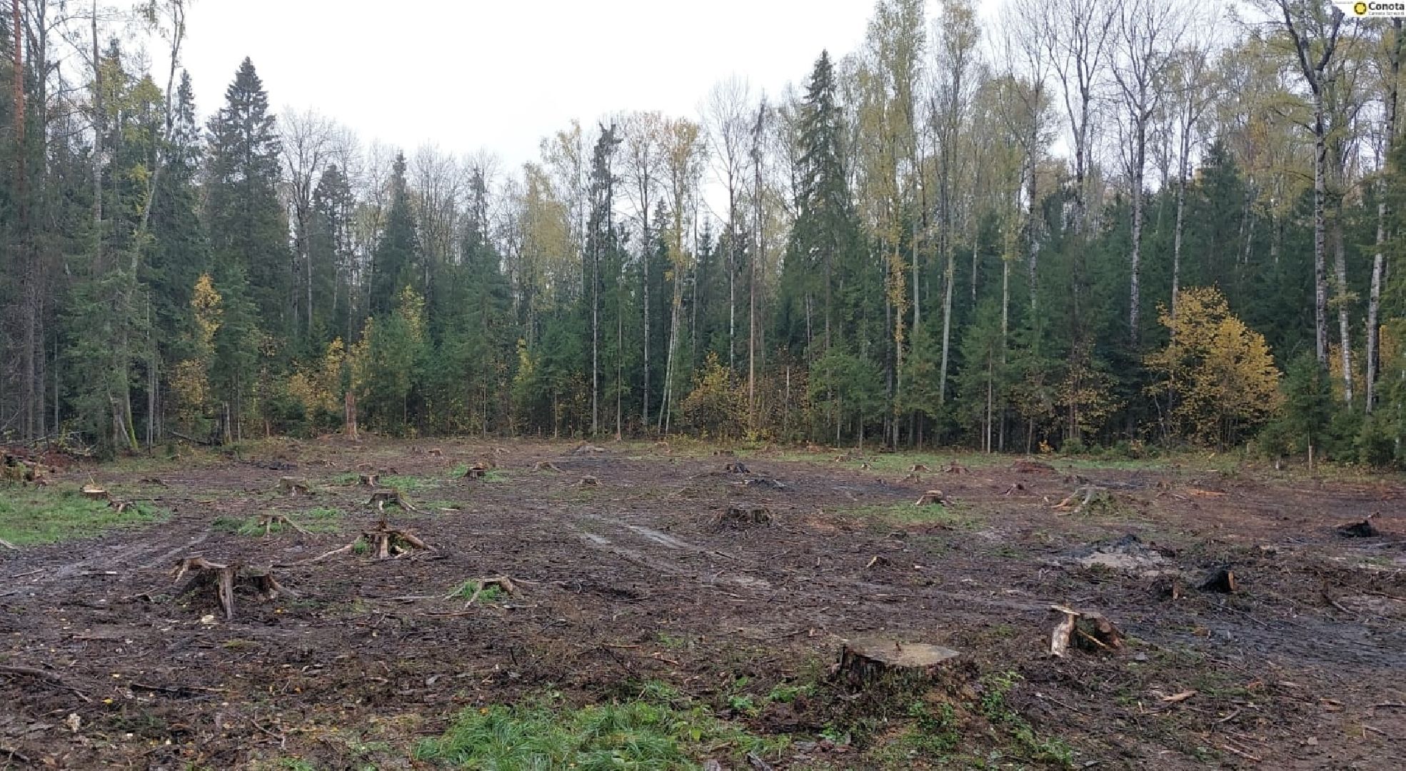 шаховская, санитарная вырубка леса, лесничество,