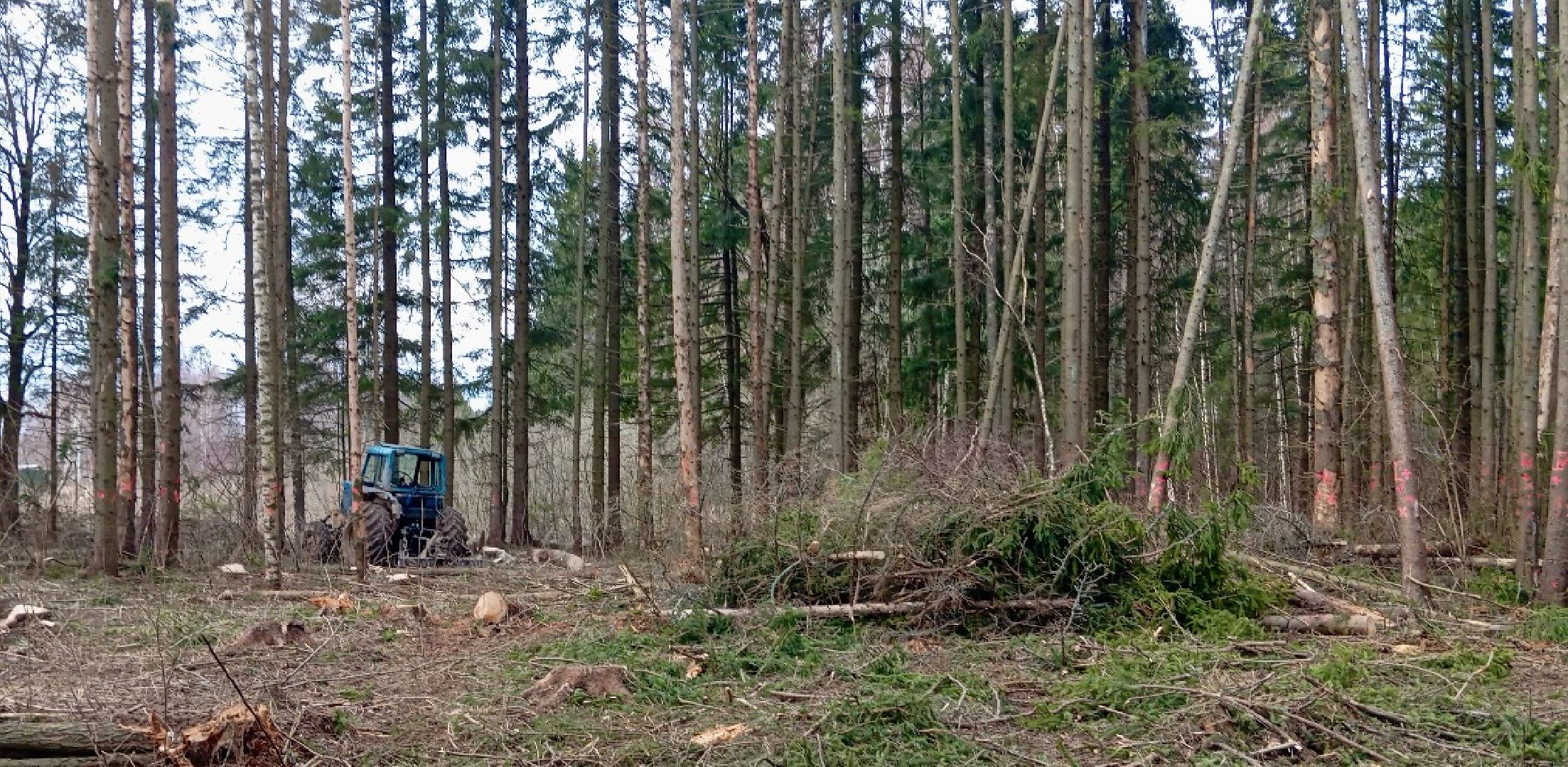 шаховская, санитарная вырубка леса, лесничество,