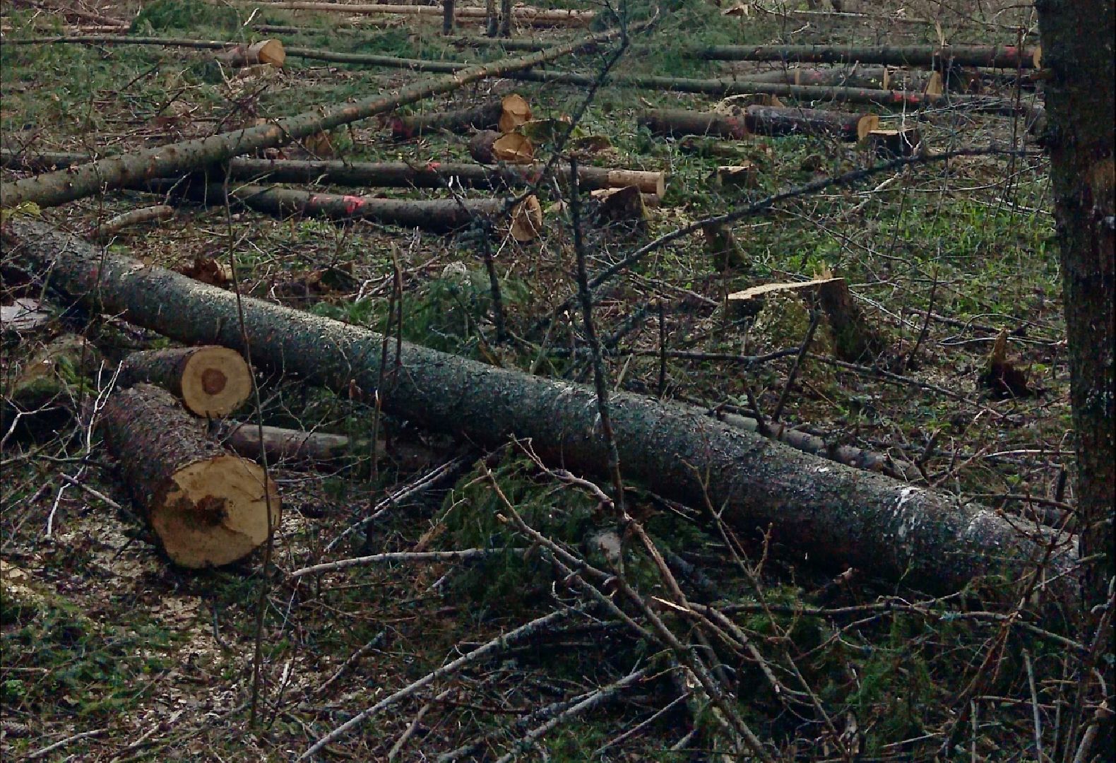 шаховская, санитарная вырубка леса, лесничество,