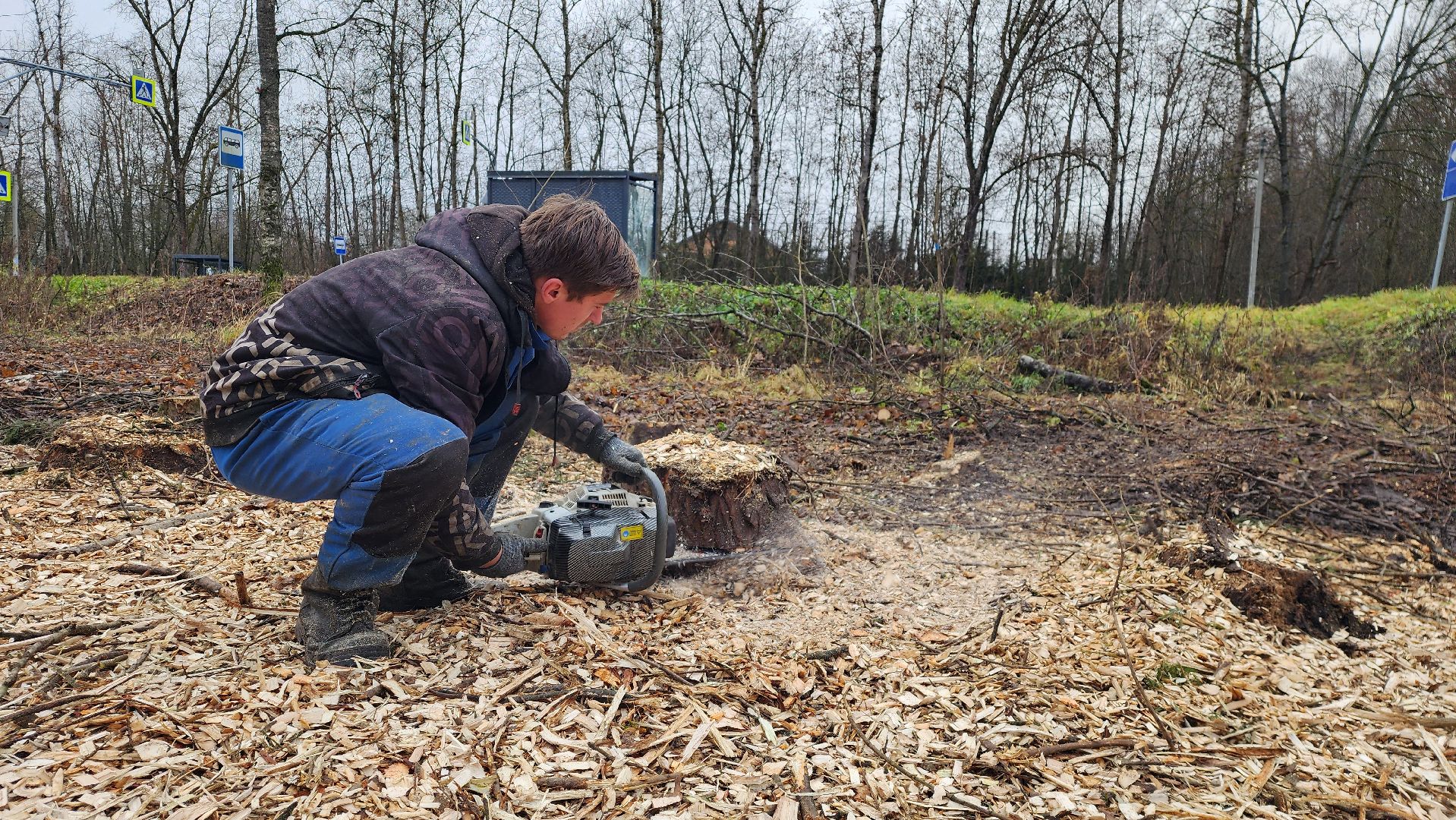 истра, аварийные деревья,