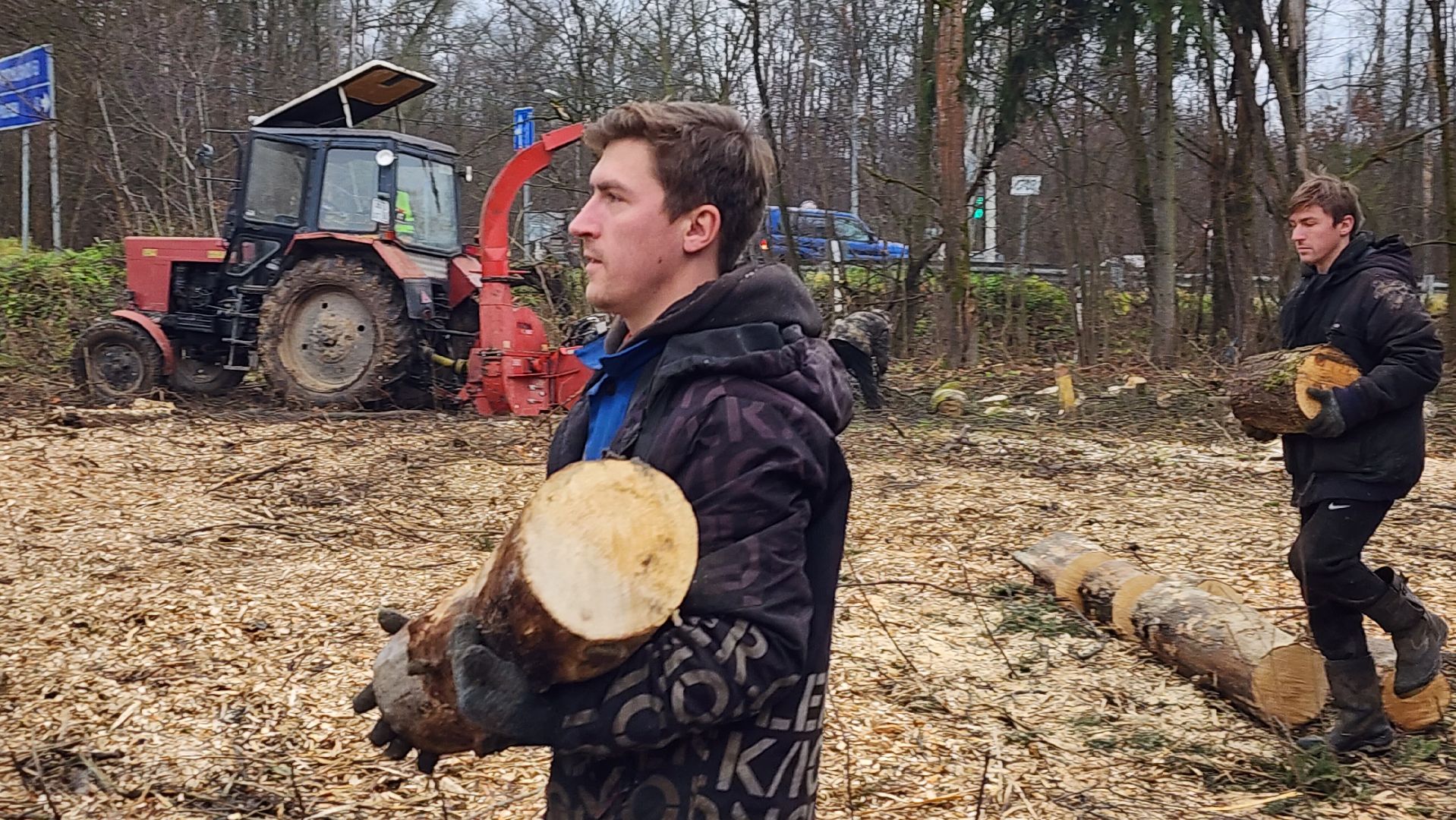 истра, аварийные деревья,