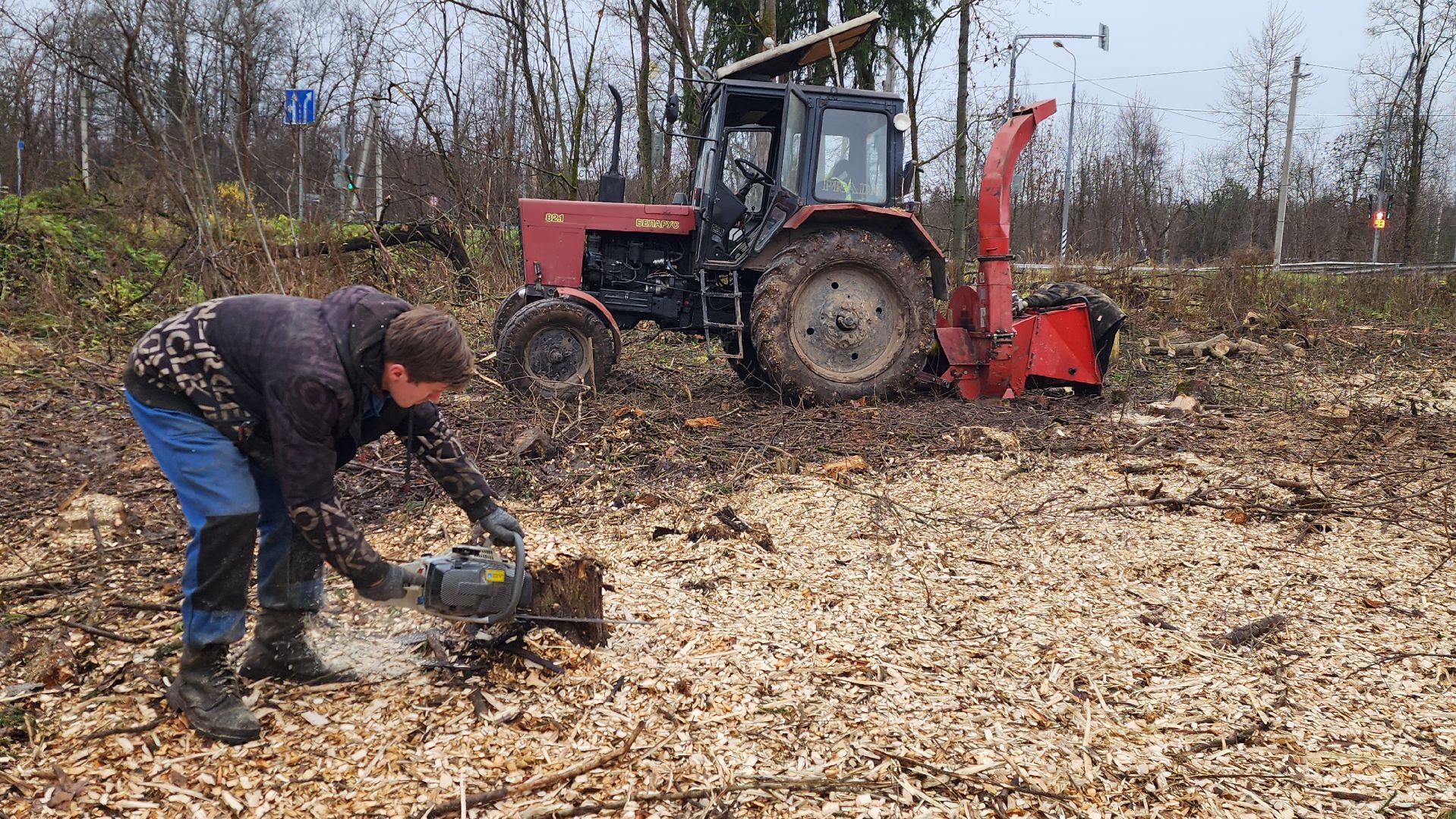 истра, аварийные деревья,