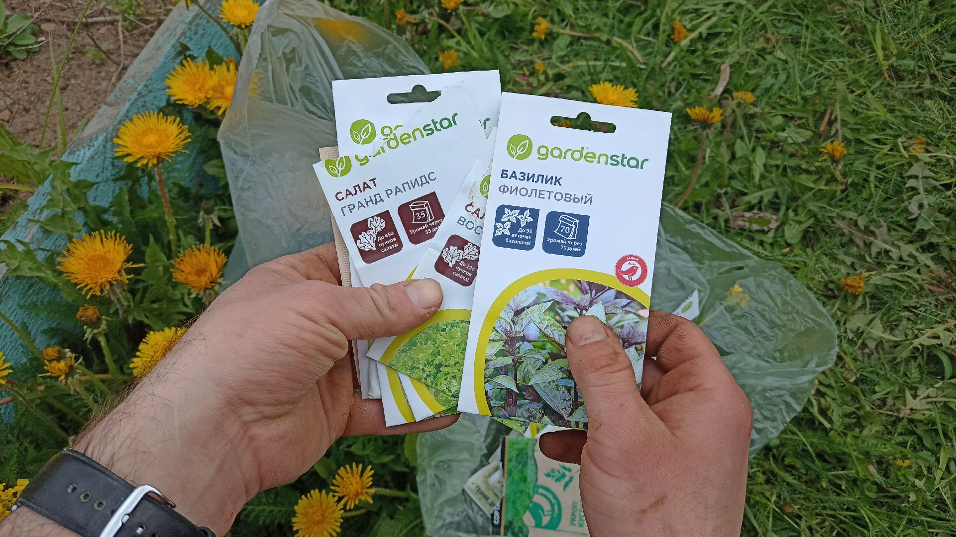 Реутов, детский сад, образование, дошкольники, огород, растения, зелень