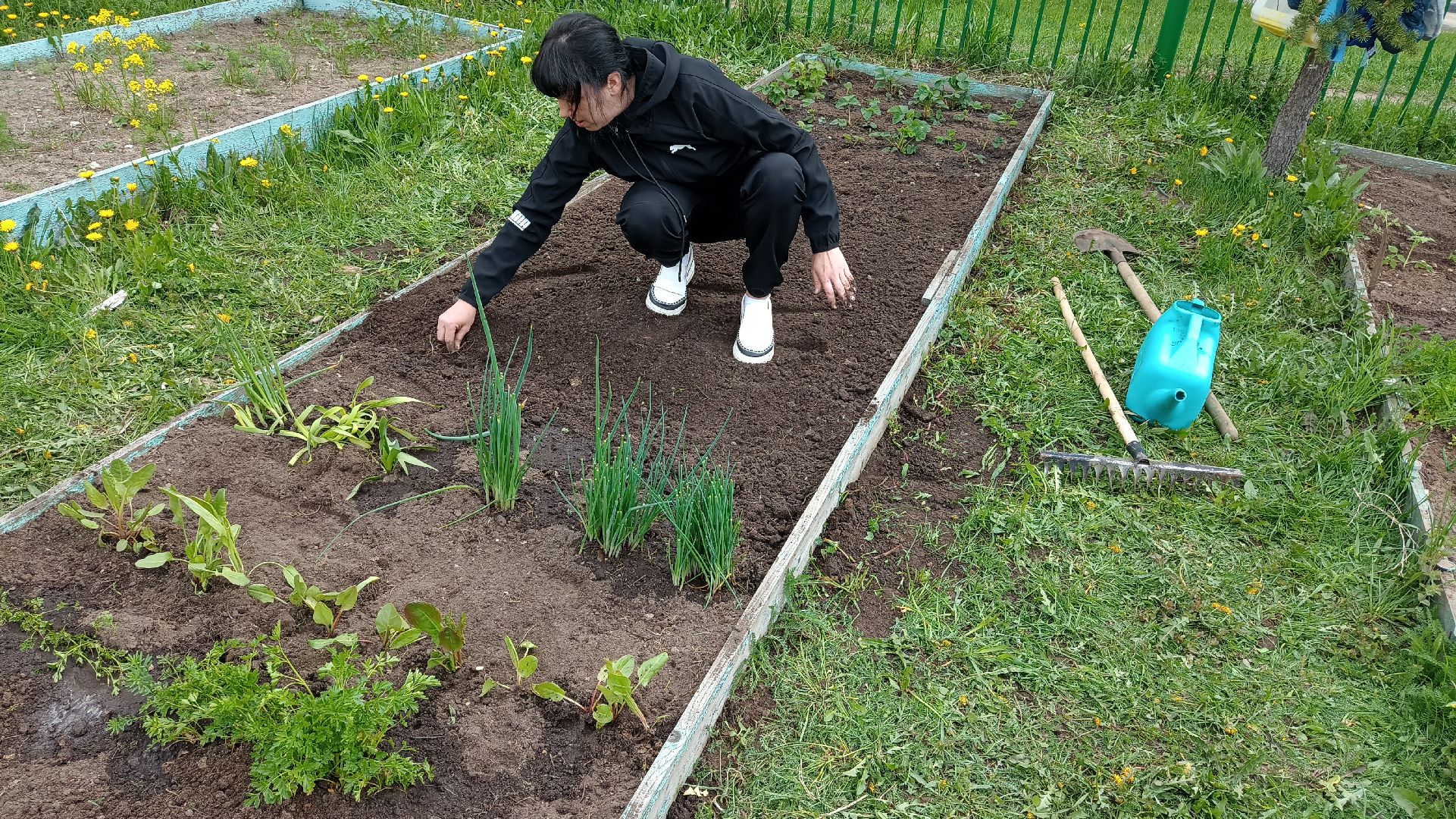 Реутов, детский сад, образование, дошкольники, огород, растения, зелень