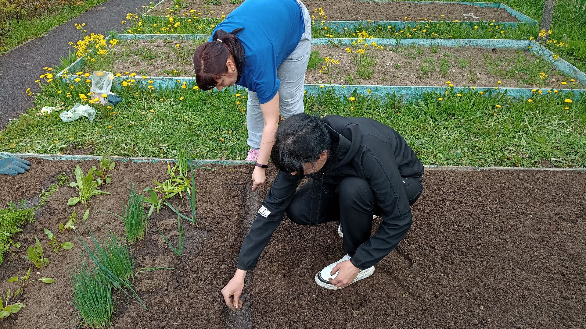 Реутов, детский сад, образование, дошкольники, огород, растения, зелень