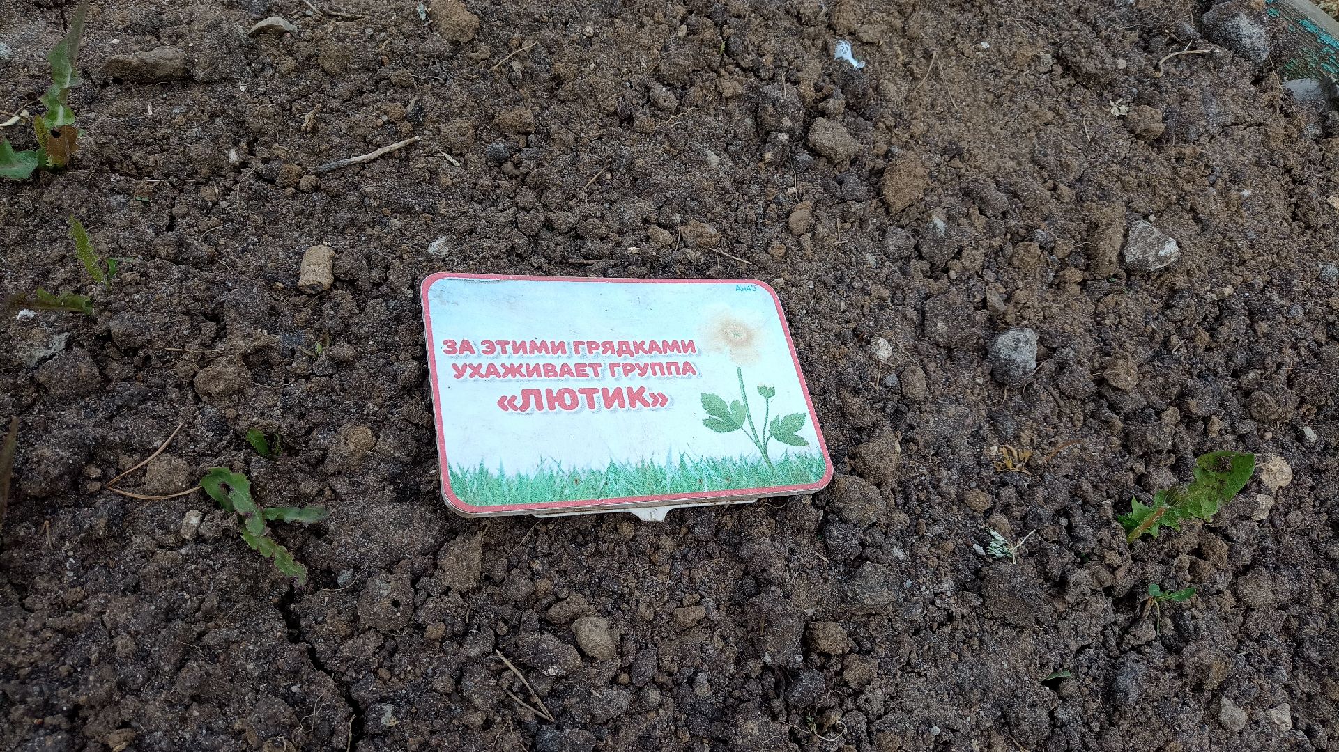 Реутов, детский сад, образование, дошкольники, огород, растения, зелень