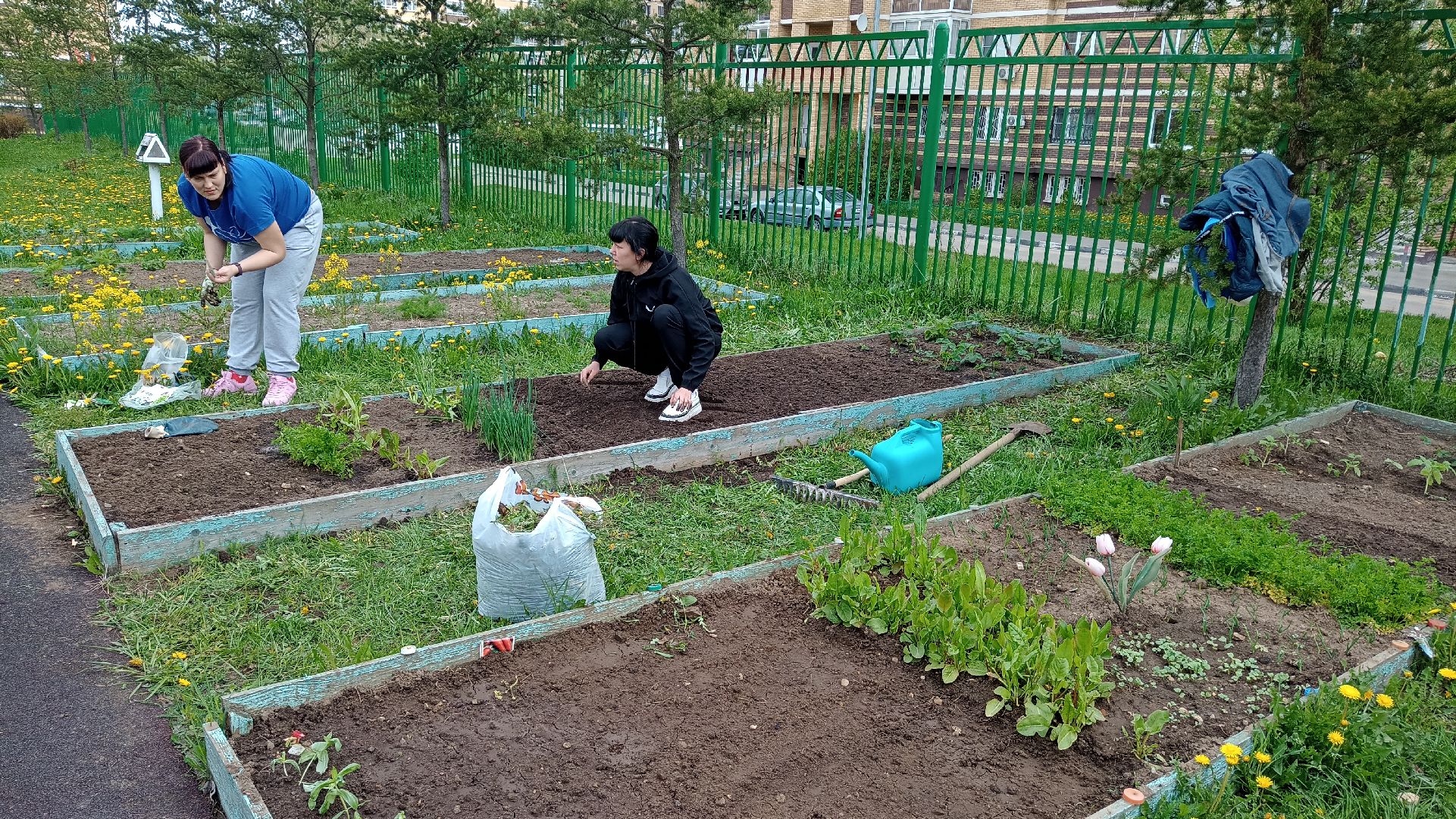 Реутов, детский сад, образование, дошкольники, огород, растения, зелень