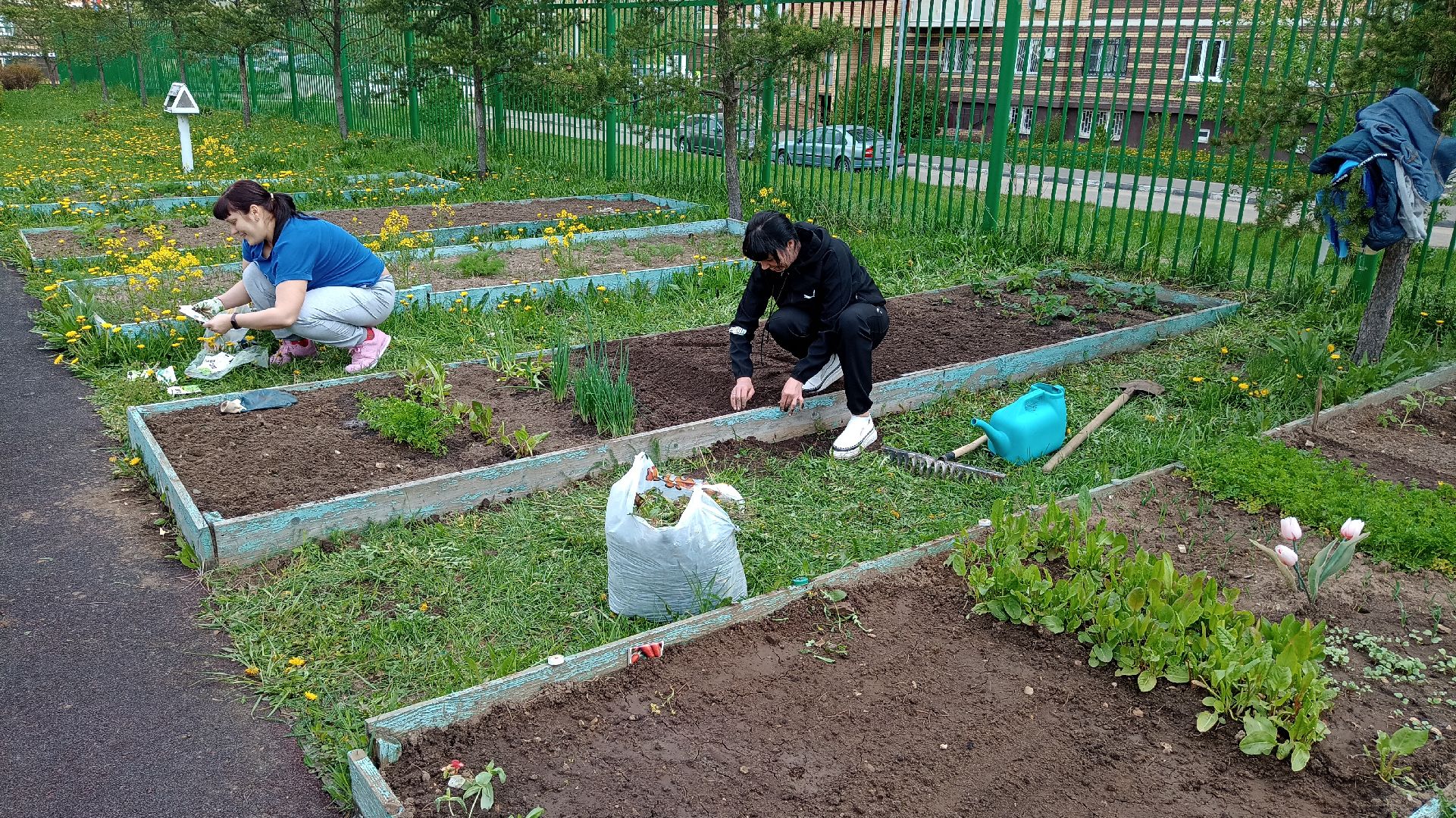 Реутов, детский сад, образование, дошкольники, огород, растения, зелень