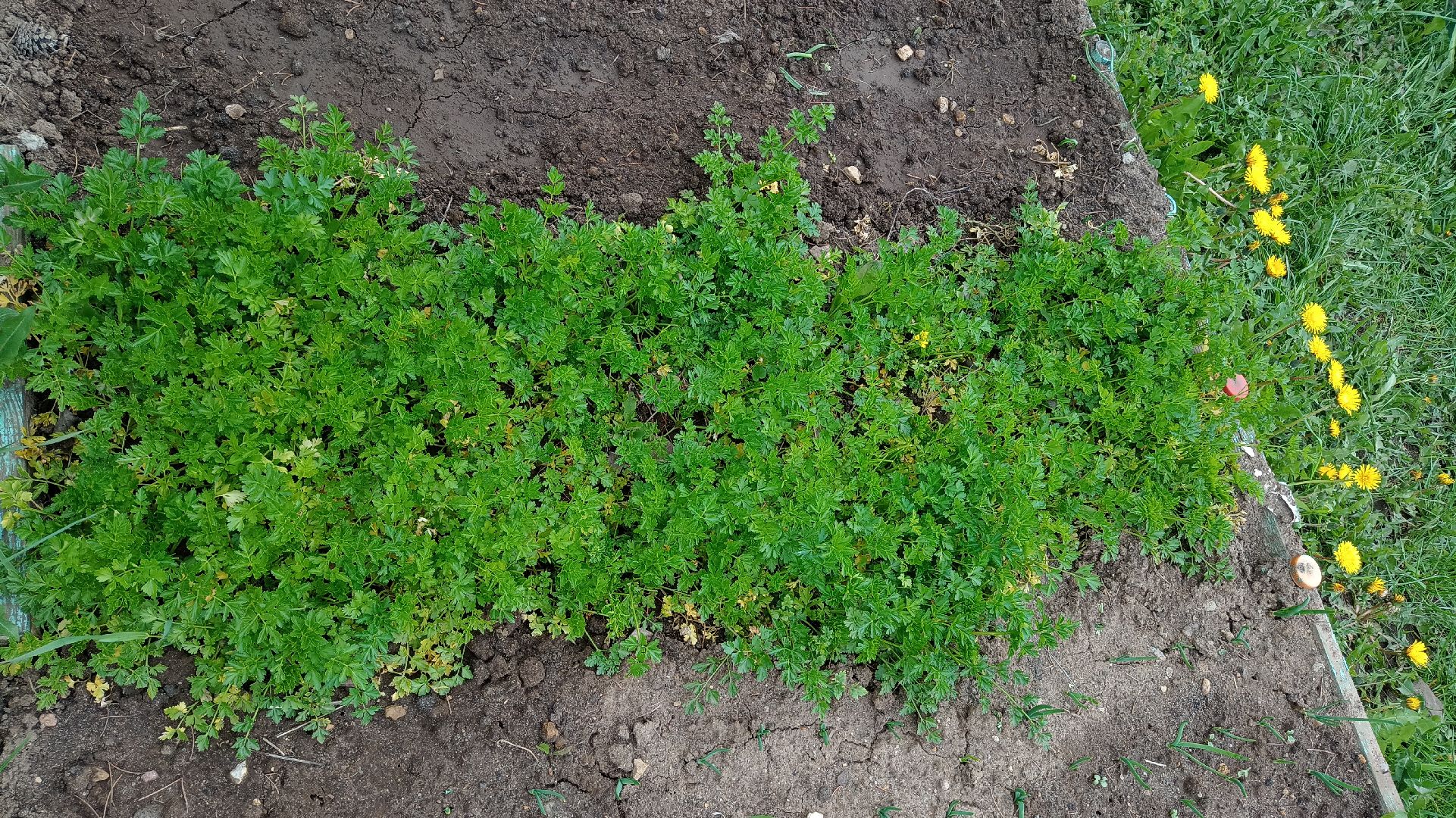 Реутов, детский сад, образование, дошкольники, огород, растения, зелень