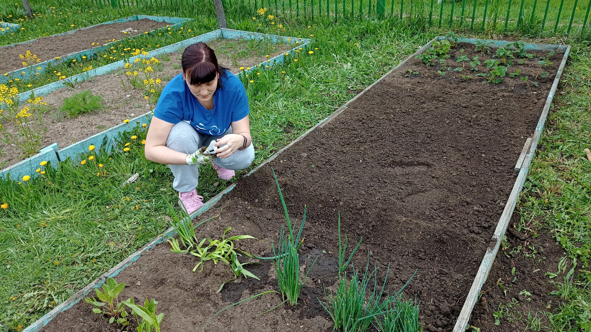 Реутов, детский сад, образование, дошкольники, огород, растения, зелень