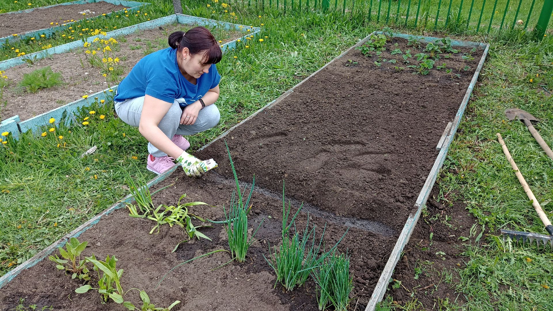 Реутов, детский сад, образование, дошкольники, огород, растения, зелень