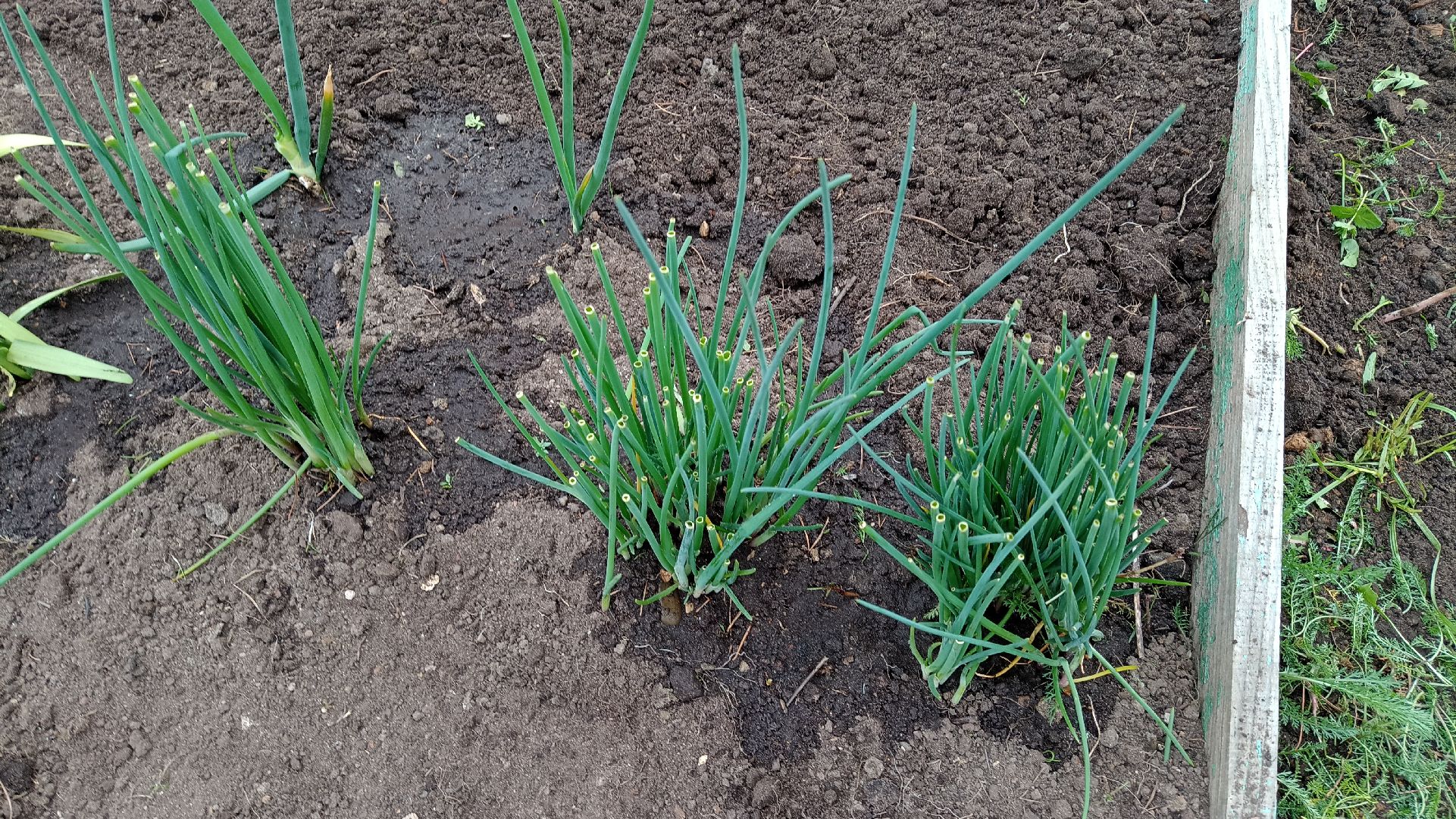 Реутов, детский сад, образование, дошкольники, огород, растения, зелень