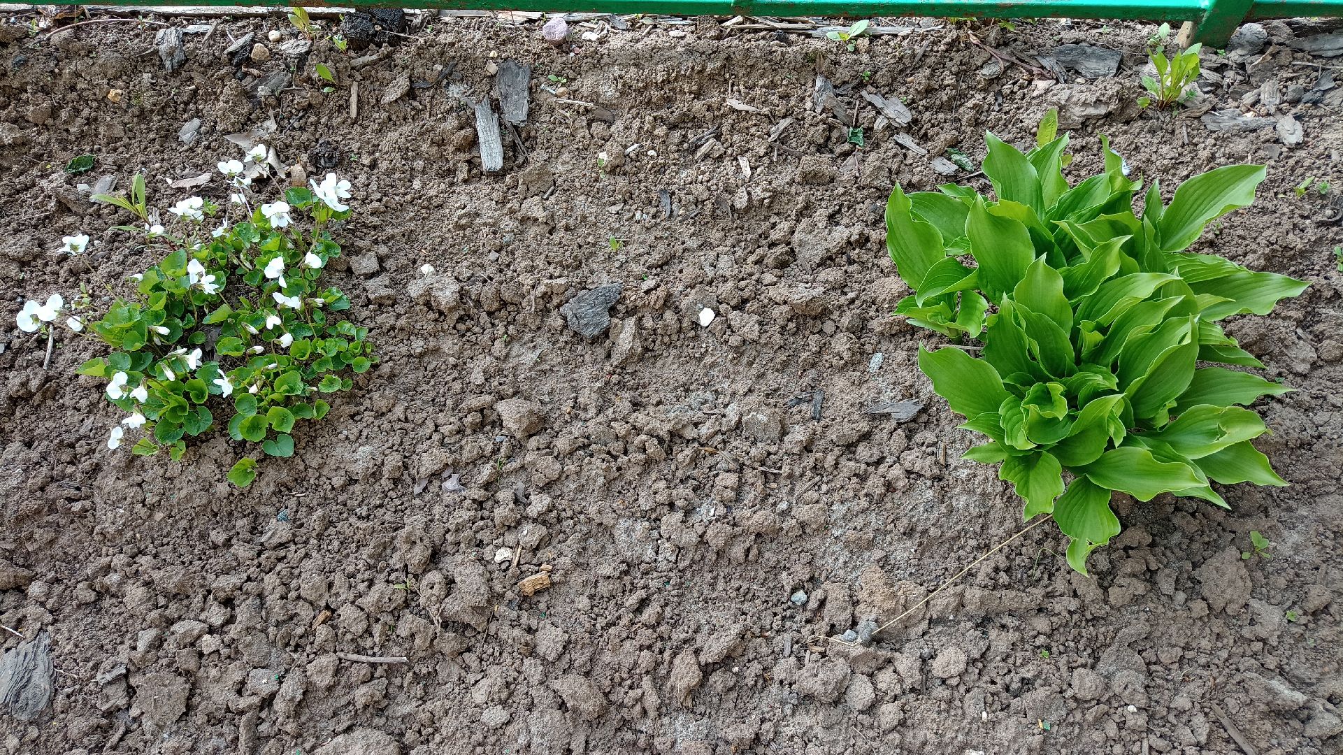 Реутов, детский сад, образование, дошкольники, огород, растения, зелень