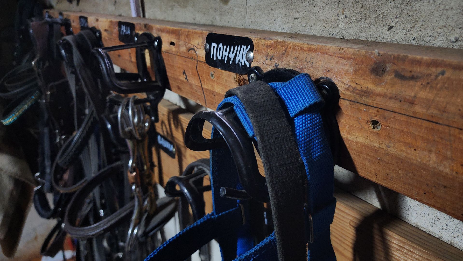 руза, туризм, конный клуб, станица,