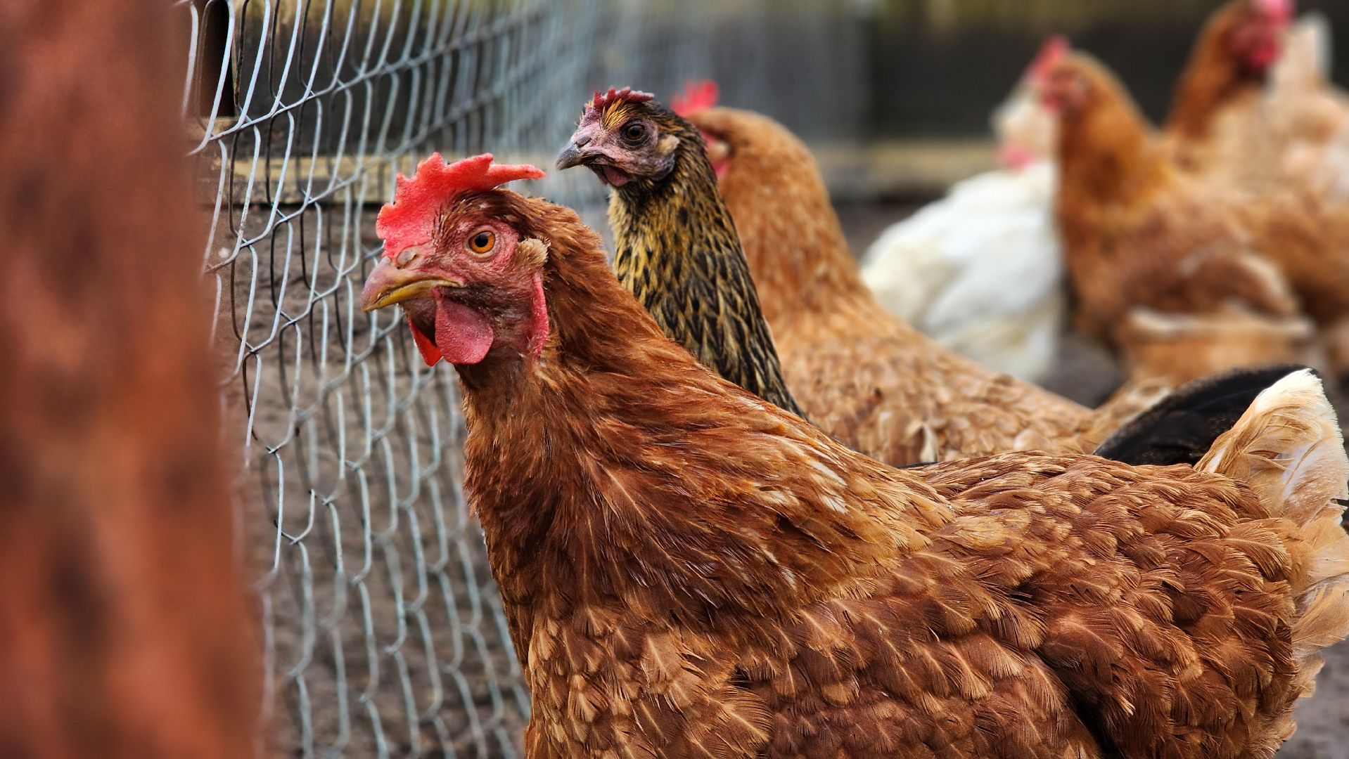 руза, туризм, конный клуб, станица,