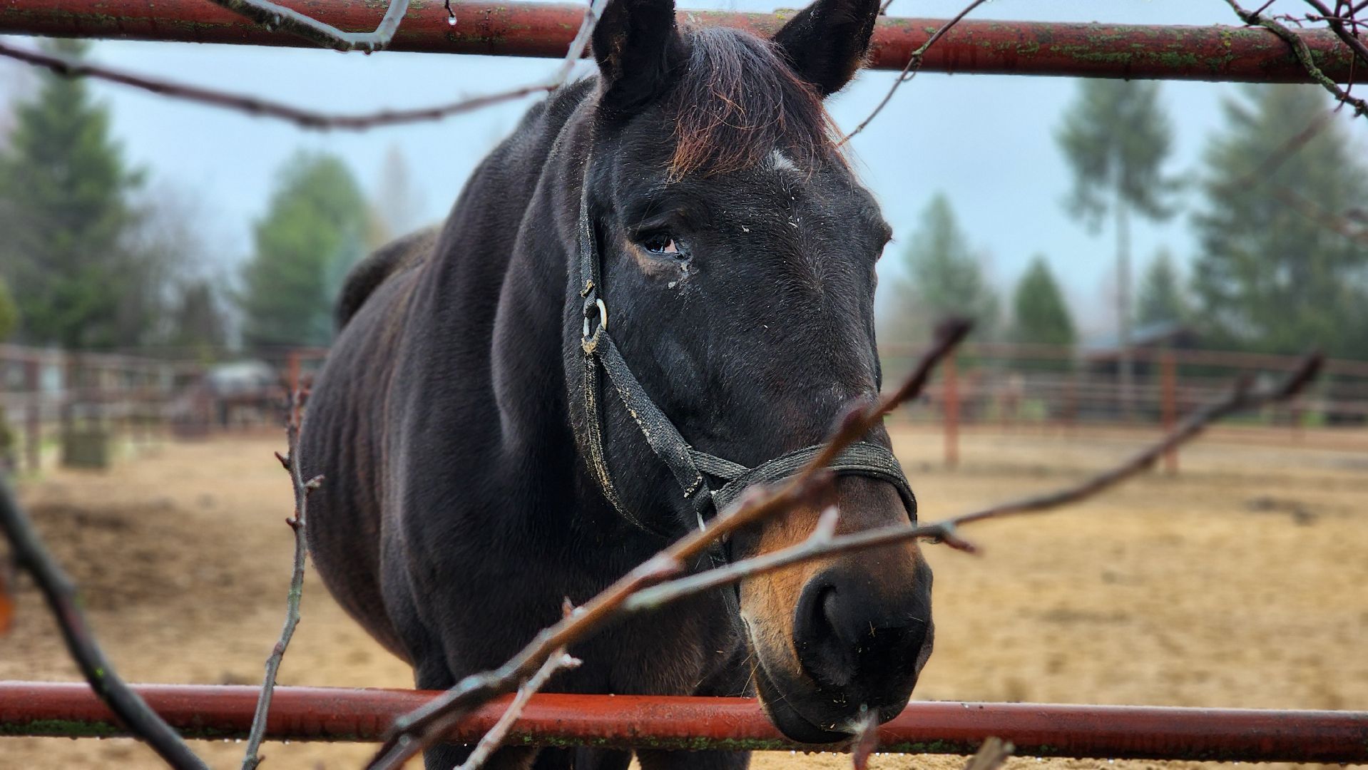 руза, туризм, конный клуб, станица,