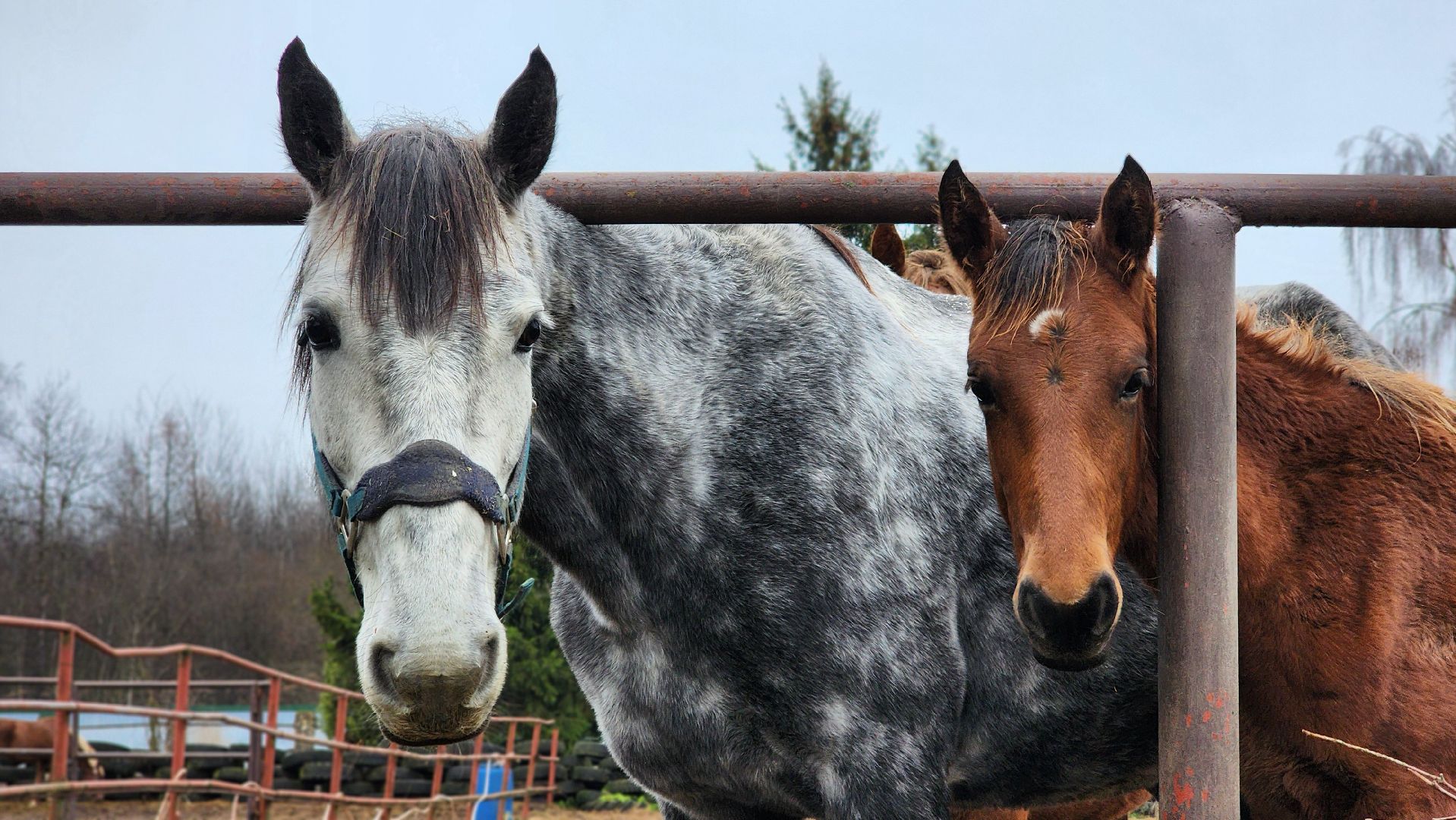 руза, туризм, конный клуб, станица,