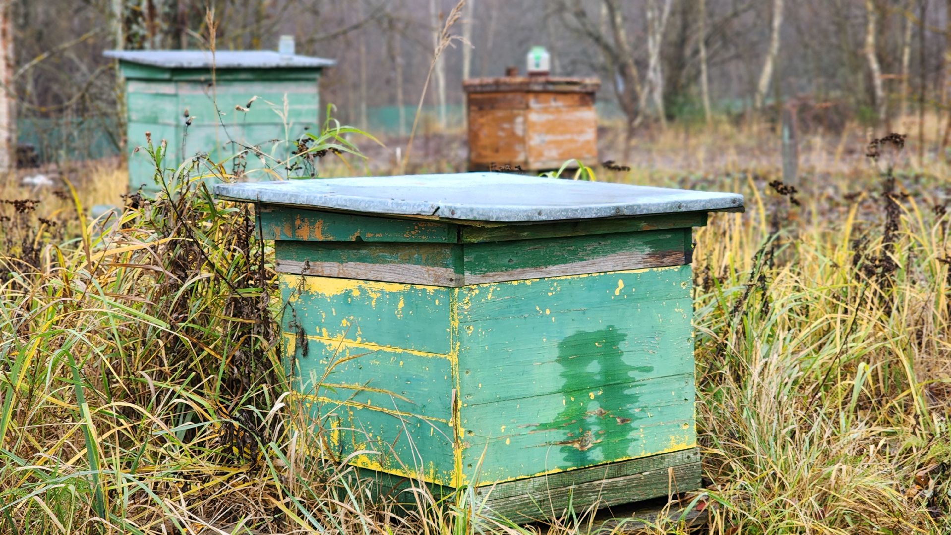 руза, туризм, конный клуб, станица,