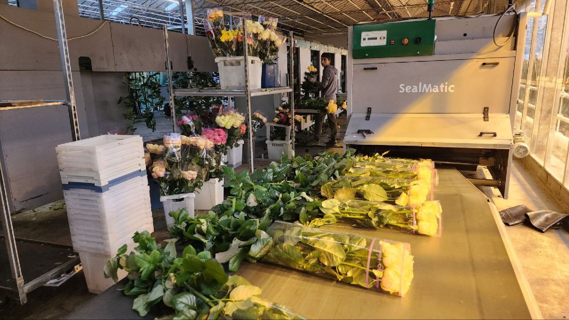 Дмитров, ТК Подосинки, Розы, Минсельхоз,