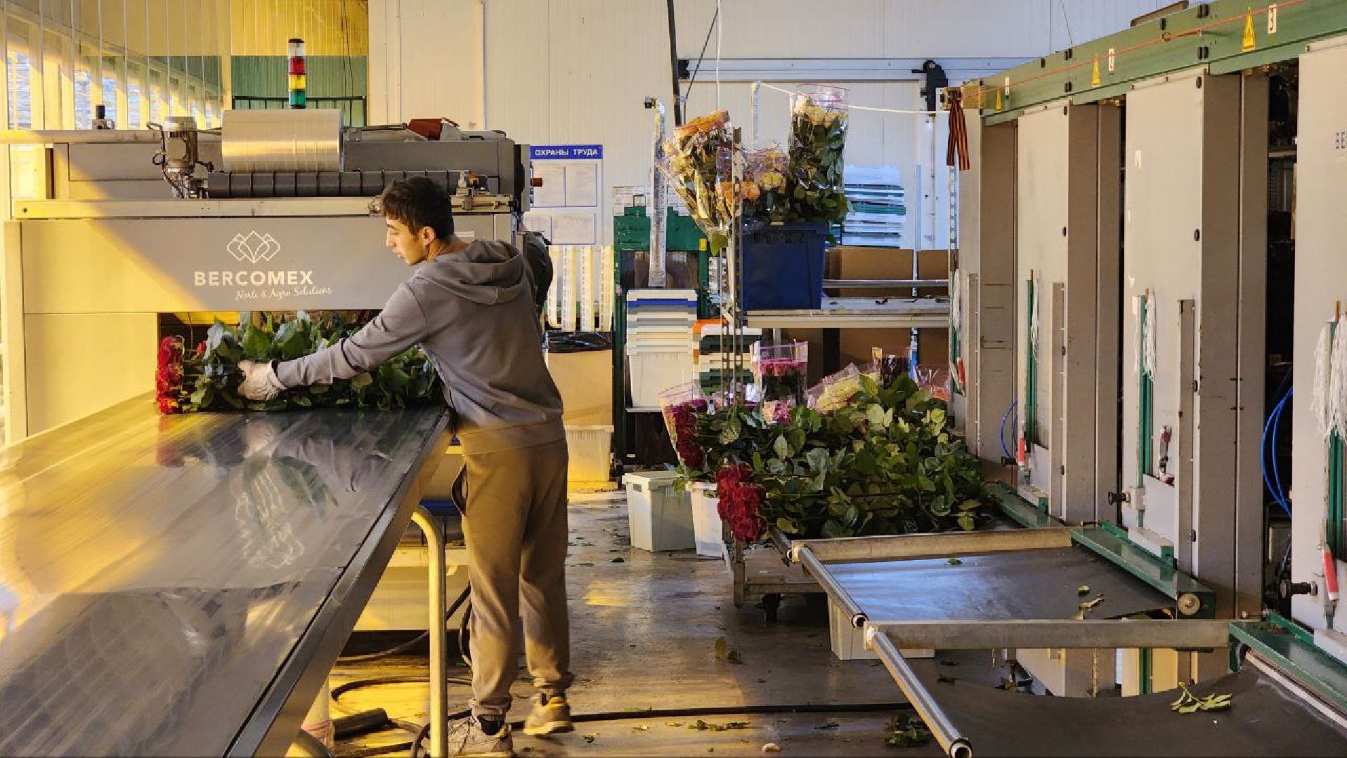 Дмитров, ТК Подосинки, Розы, Минсельхоз,