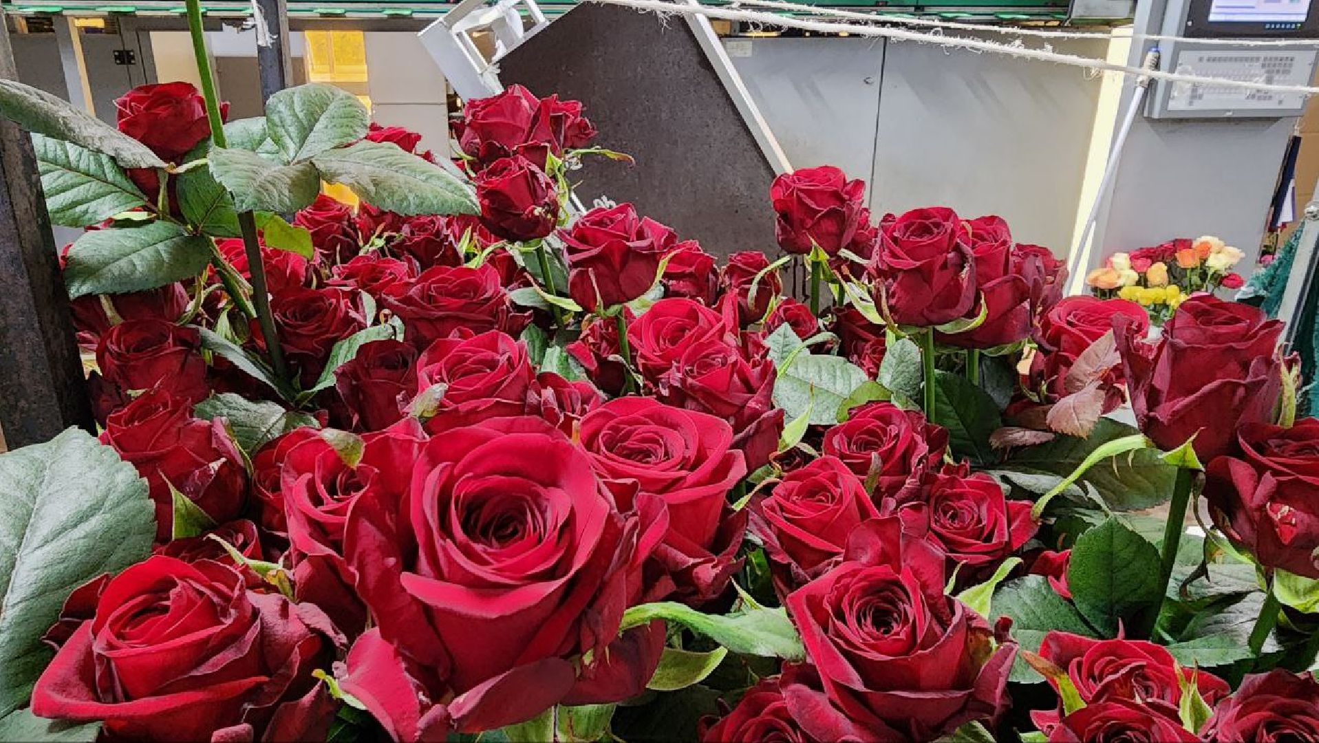 Дмитров, ТК Подосинки, Розы, Минсельхоз,